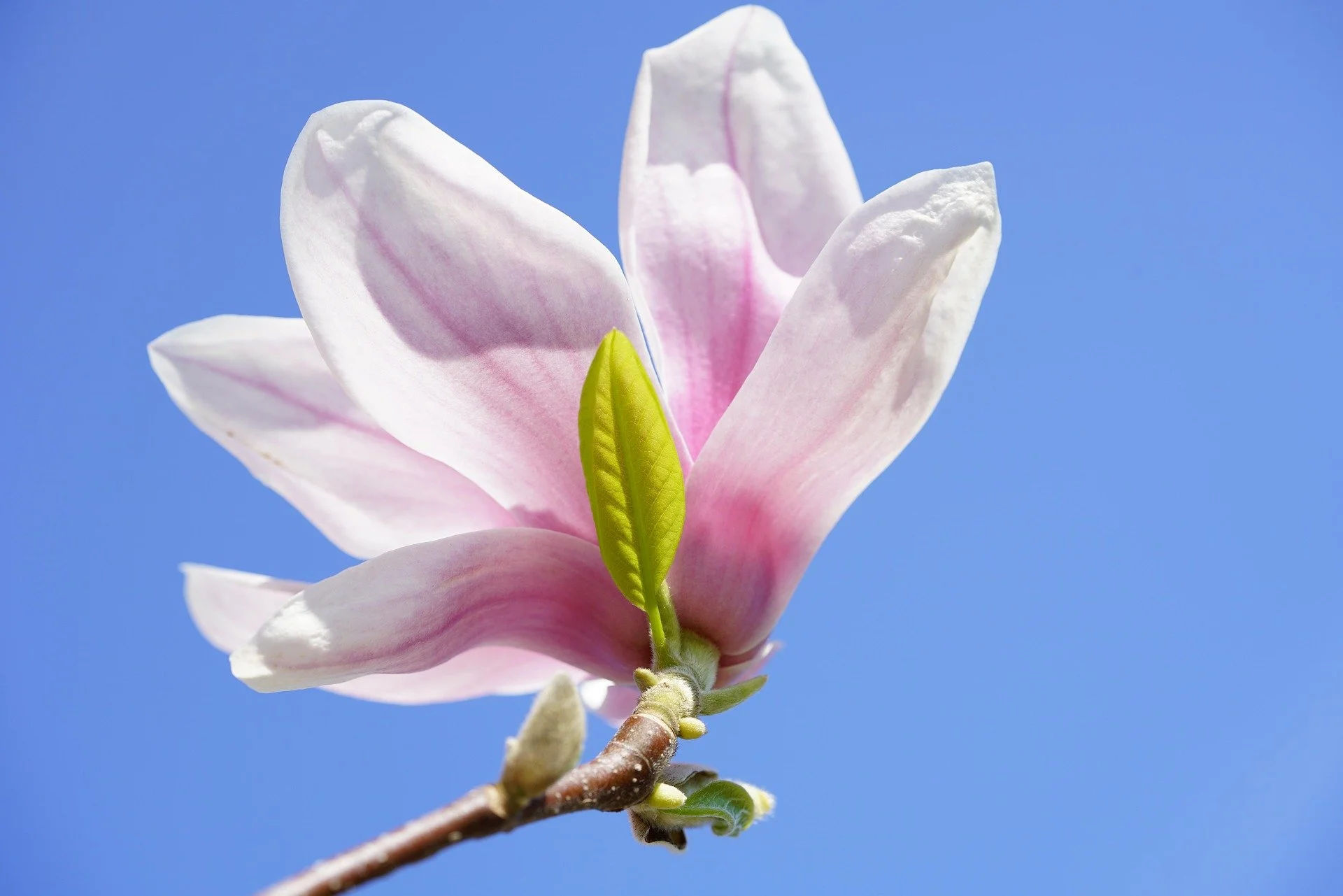 Close-up of a pink and white magnolia flower on a branch against a blue sky
