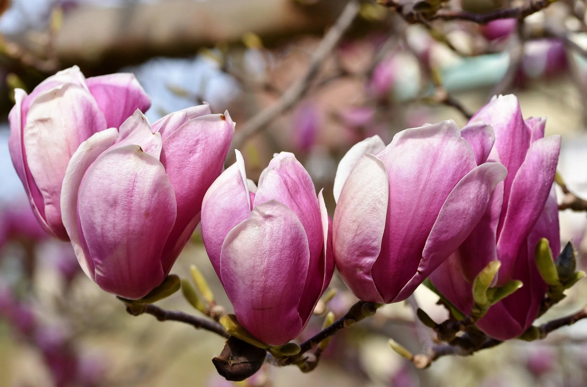 Close-up of pink magnolia flowers blooming on a branch.