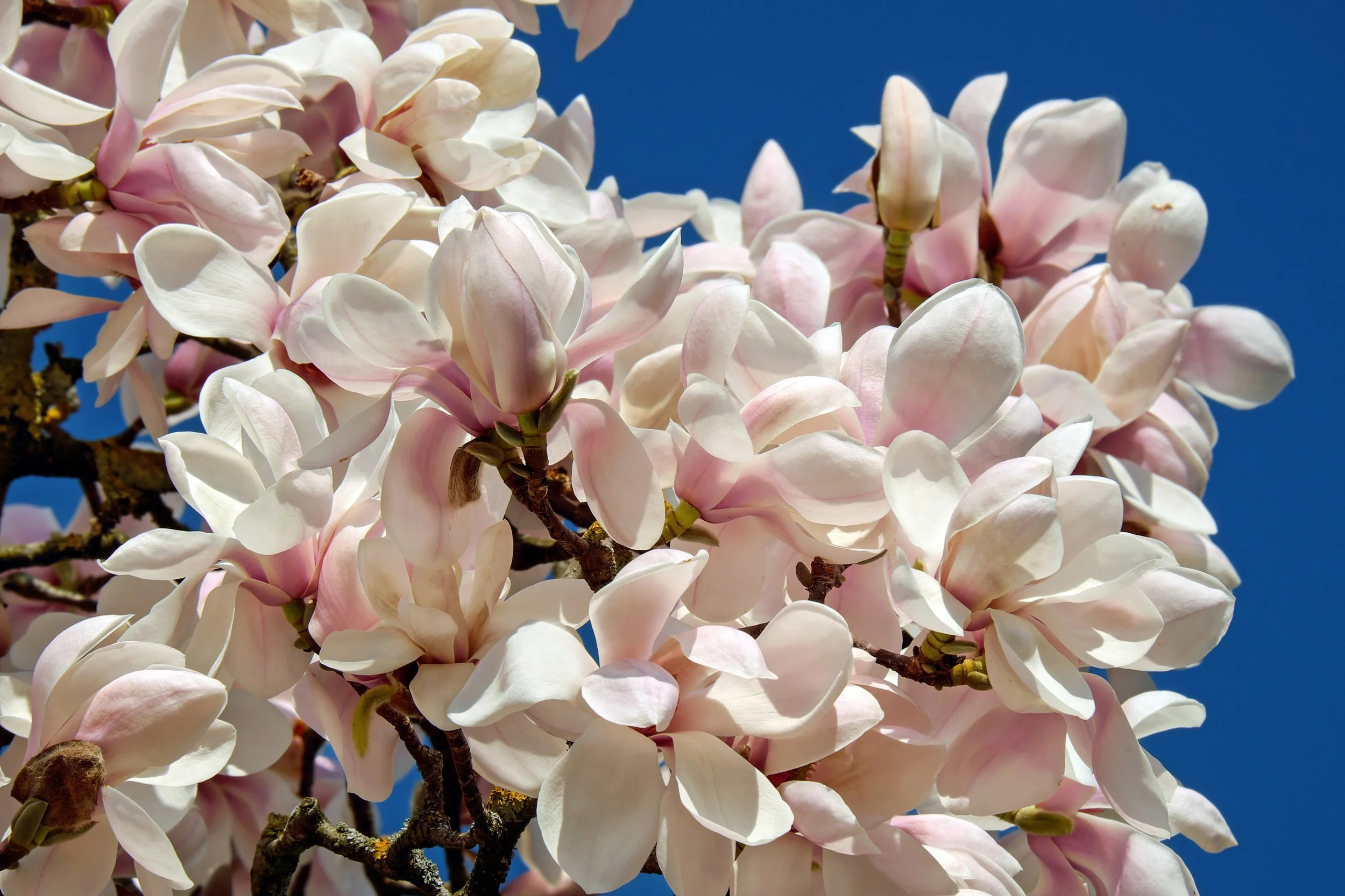 Close-up of blooming pink and white magnolia flowers against a clear blue sky.