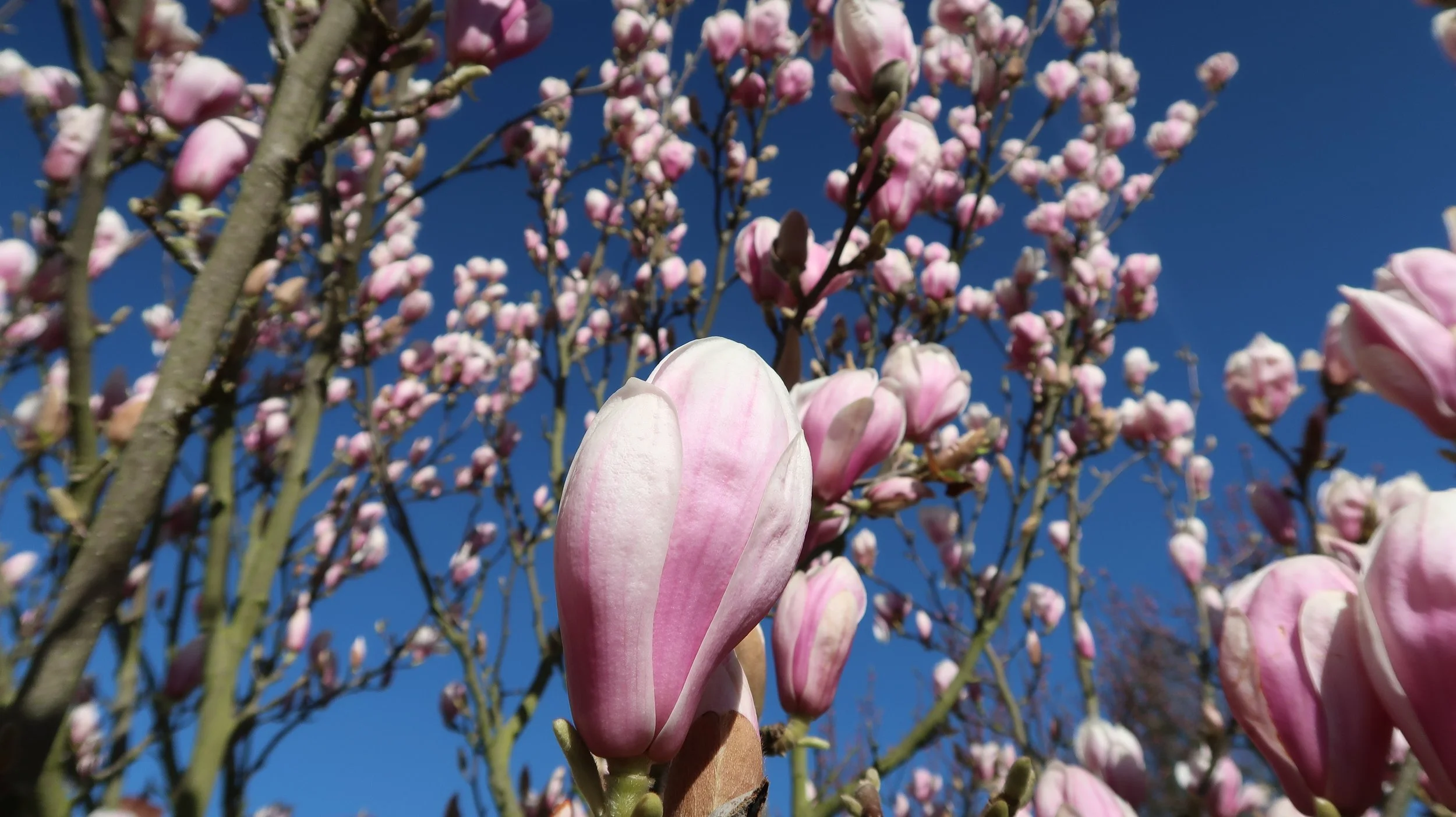 Close-up of pink magnolia blossoms and a single foreground flower against a blue sky.