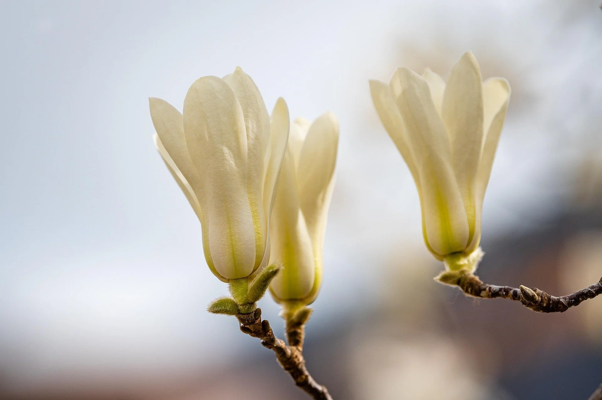 Close-up of white magnolia flowers blooming on a branch against a soft-focus background.