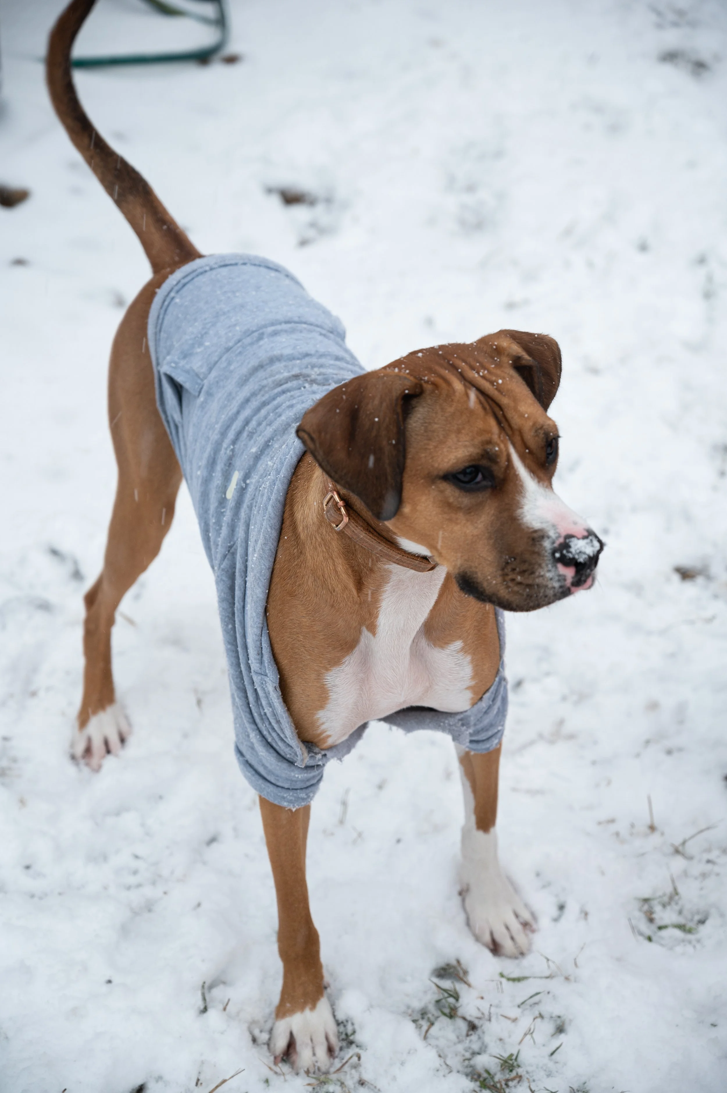 A brown and white dog wearing a grey hoodie standing on snow-covered ground.
