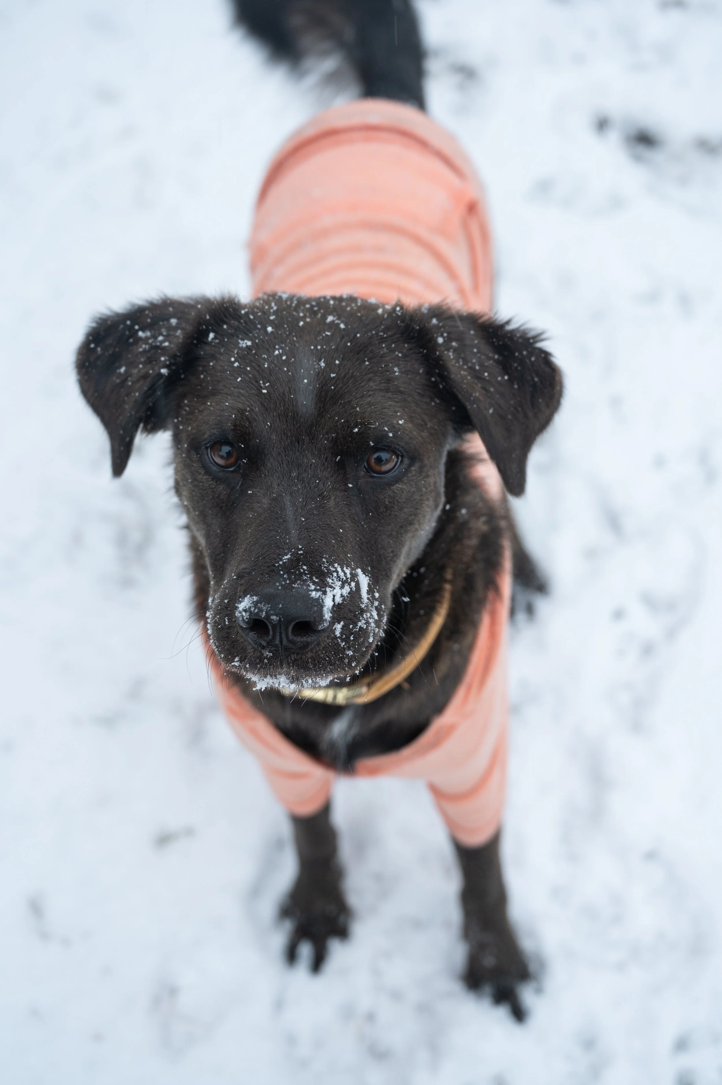 A black and brown dog with snow on its face, wearing a pink jacket, standing on snow-covered ground, looking up at the camera.