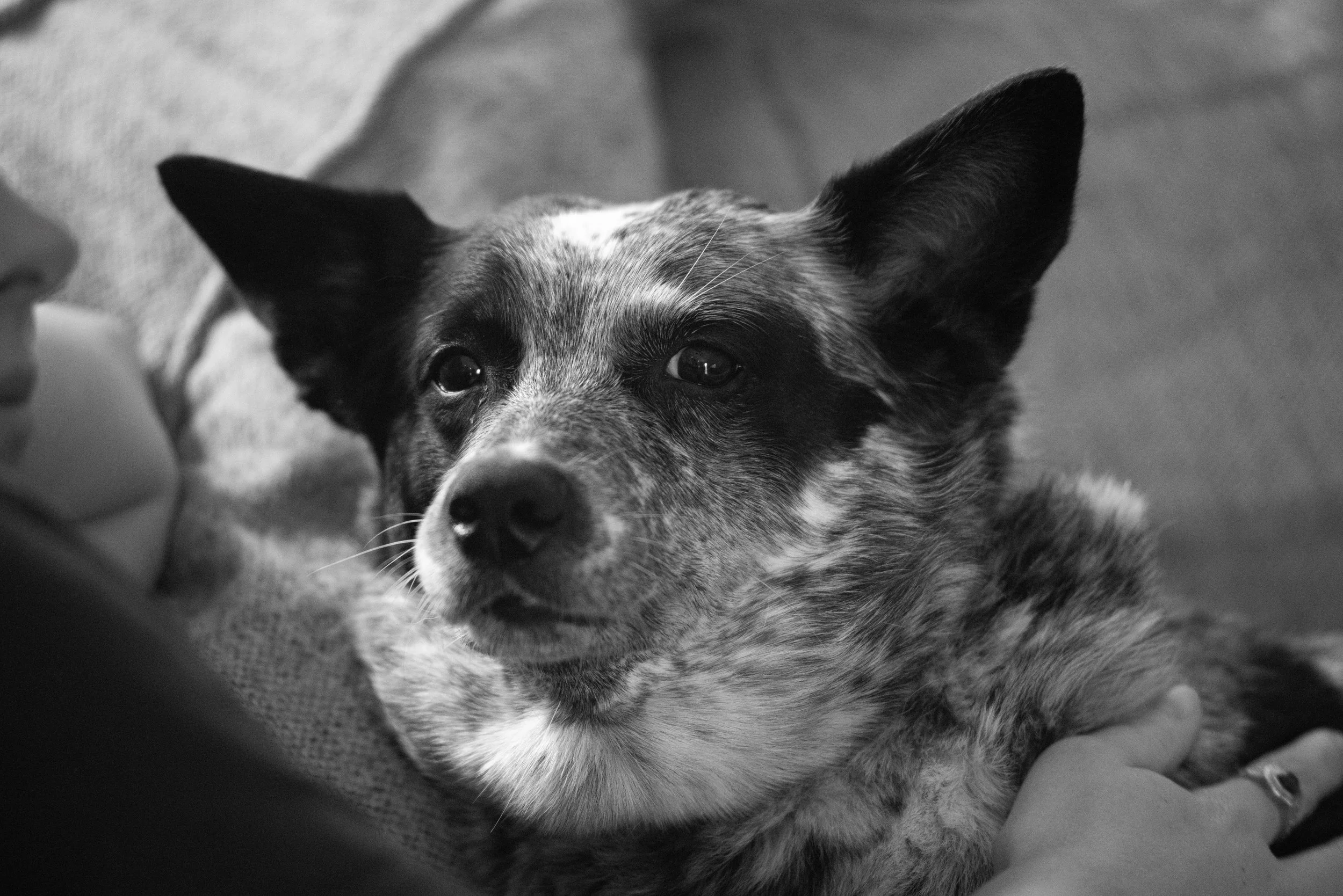 A close-up of a dog with a speckled coat, black ears, and expressive eyes, lying down.