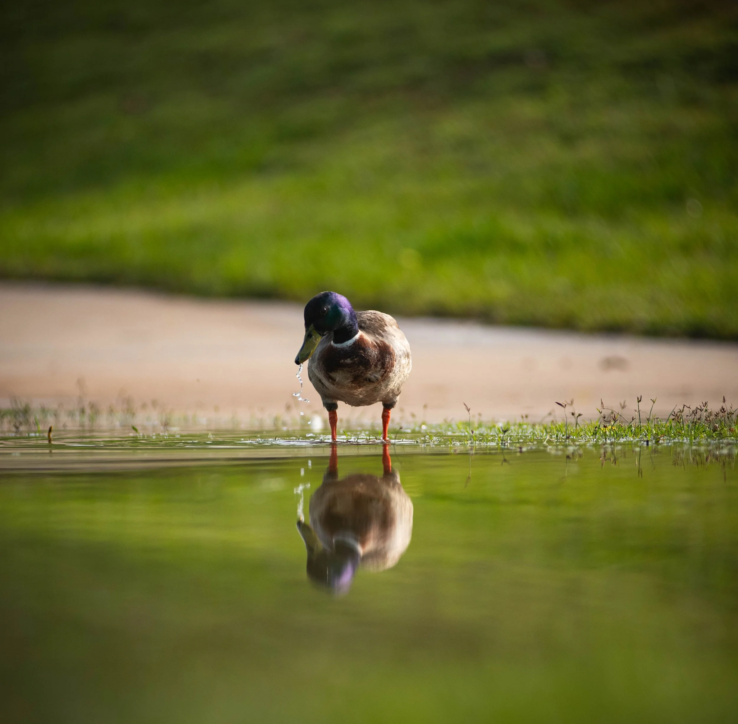 A duck standing at the edge of a calm body of water, with a reflection visible on the surface. The background is blurry with green foliage and a pathway.