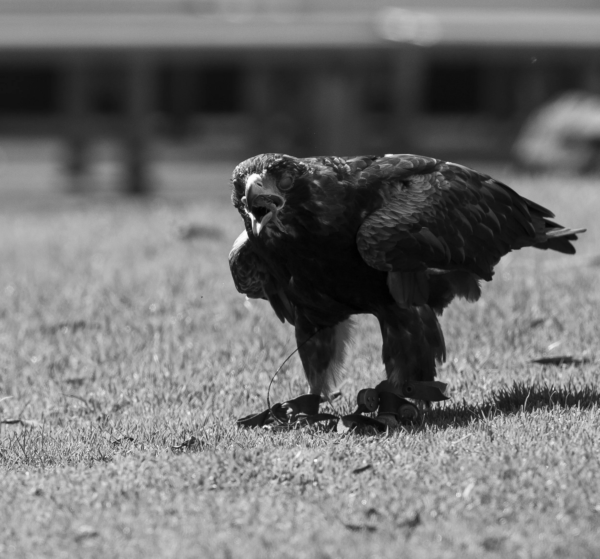 Healesville Zoo-81.jpg