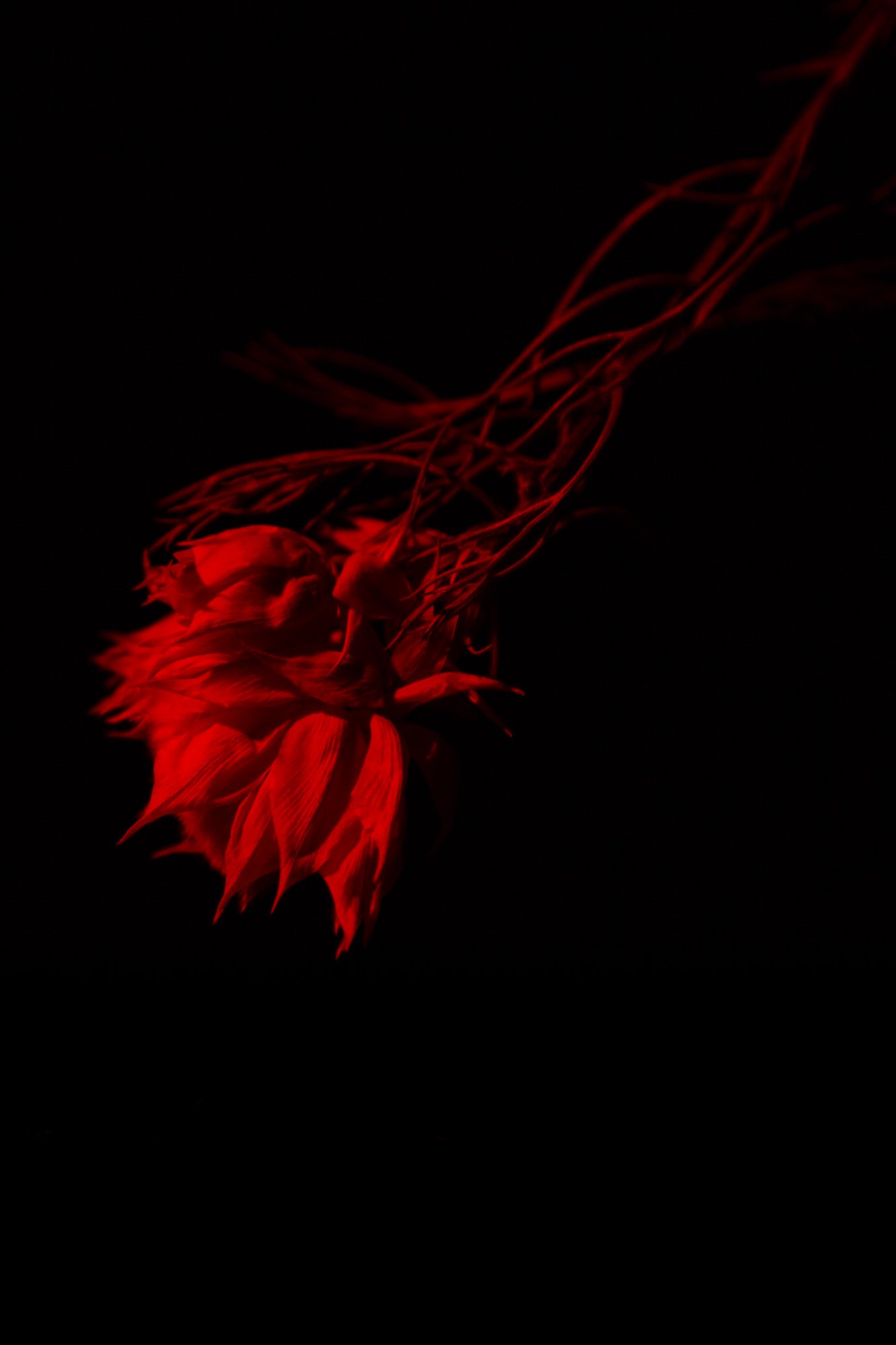 Oscuro_Final Project -21.jpg