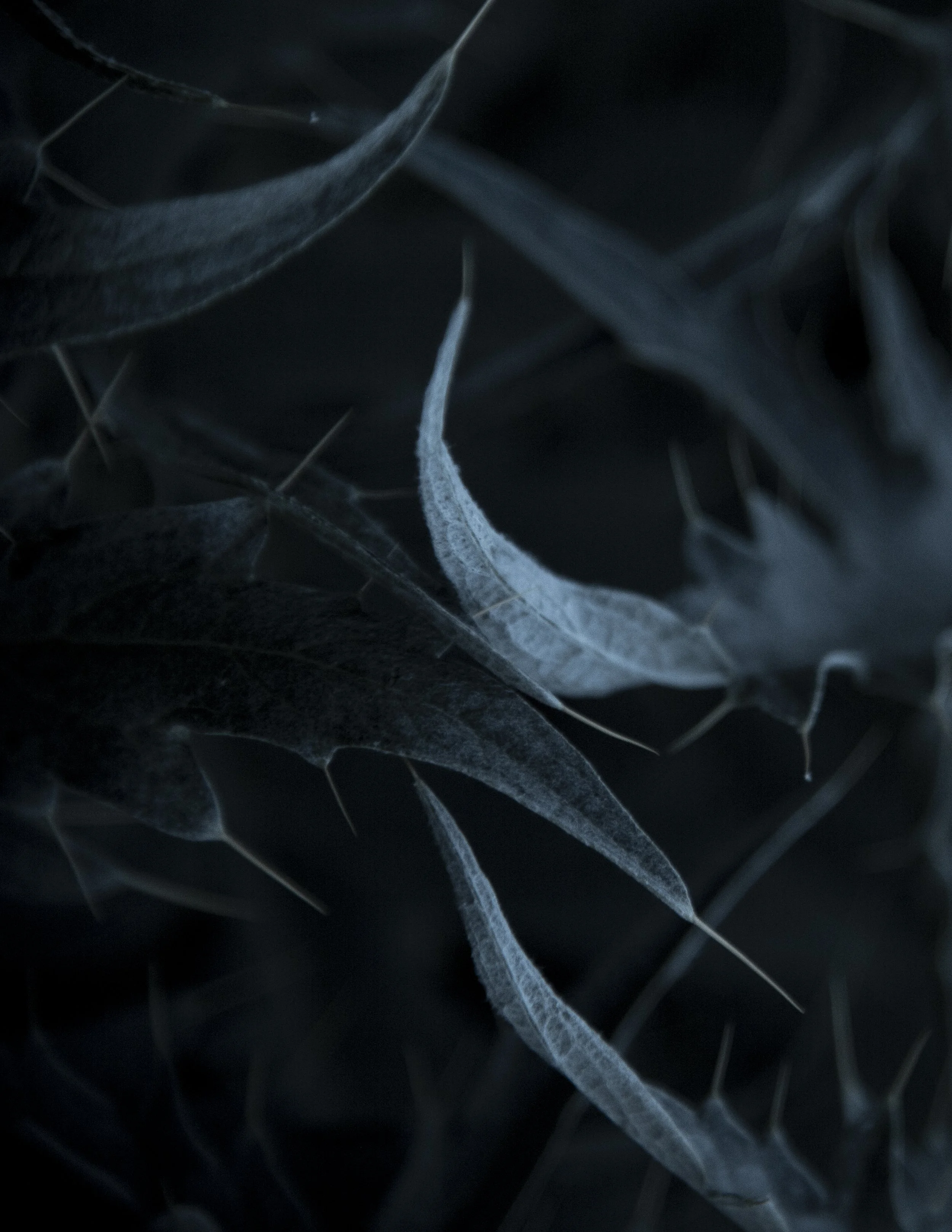 StitchinSkin_-4.jpg