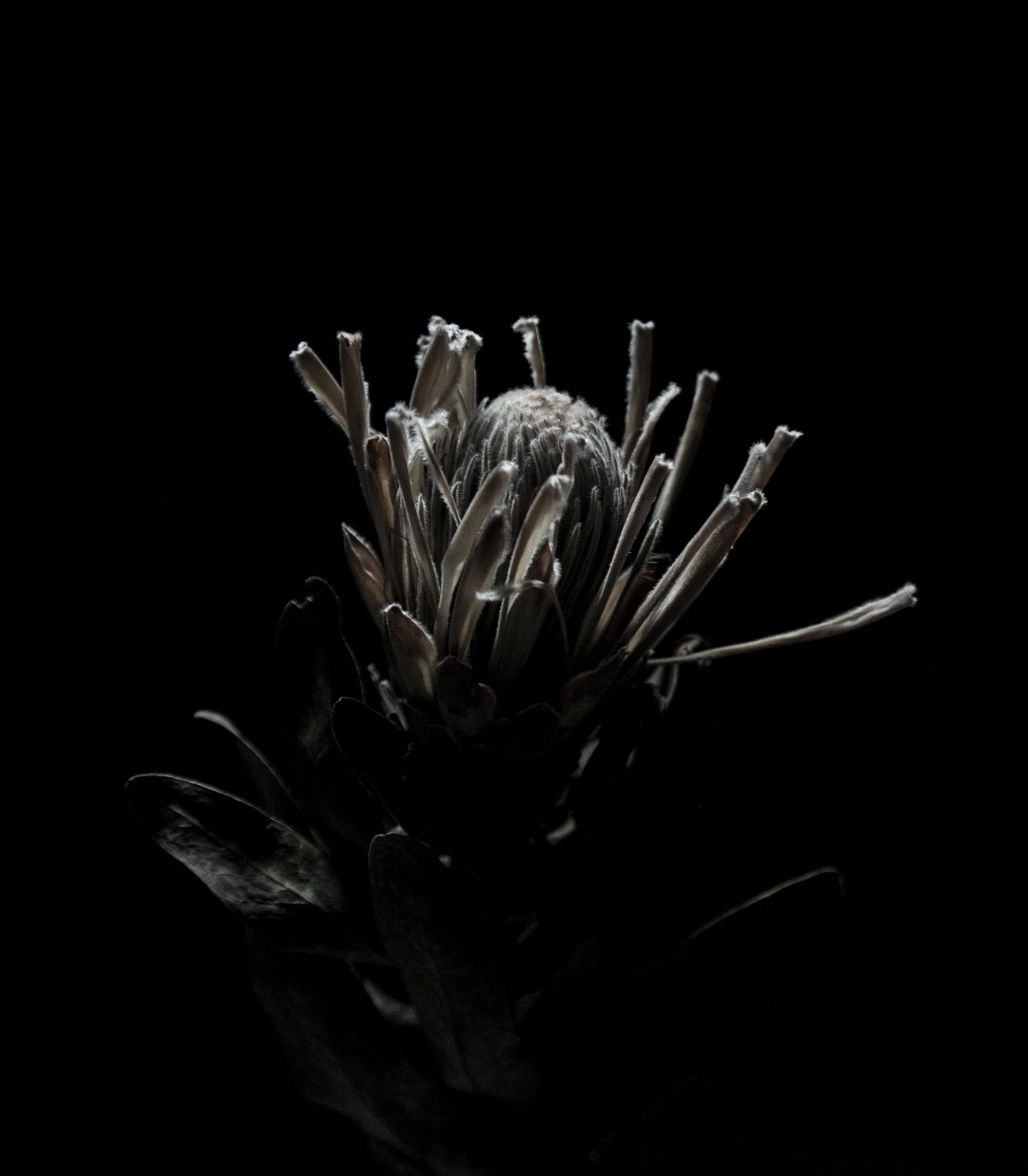StitchinSkin_-11.jpg