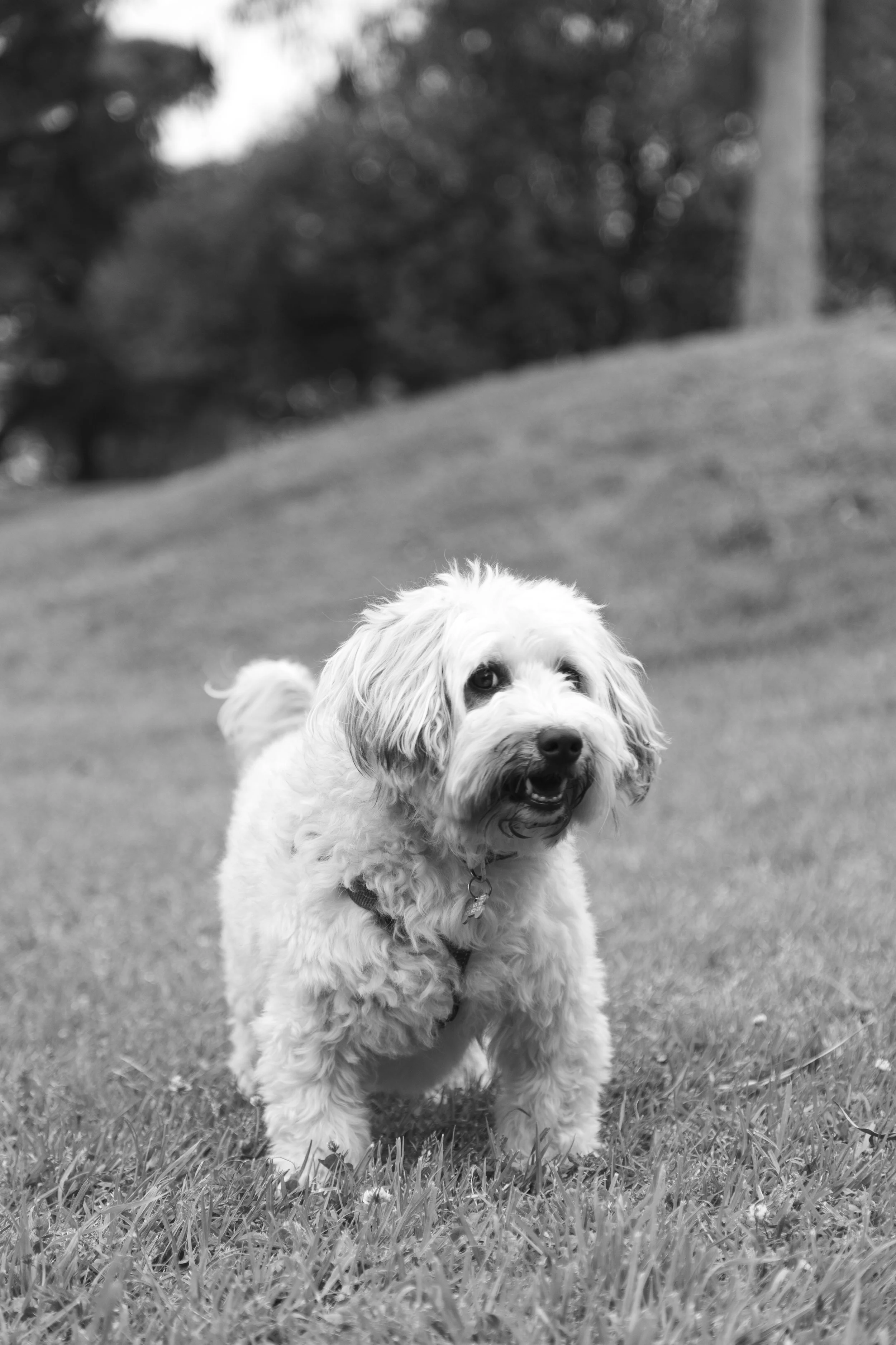 Auckett Wedding-30.jpg