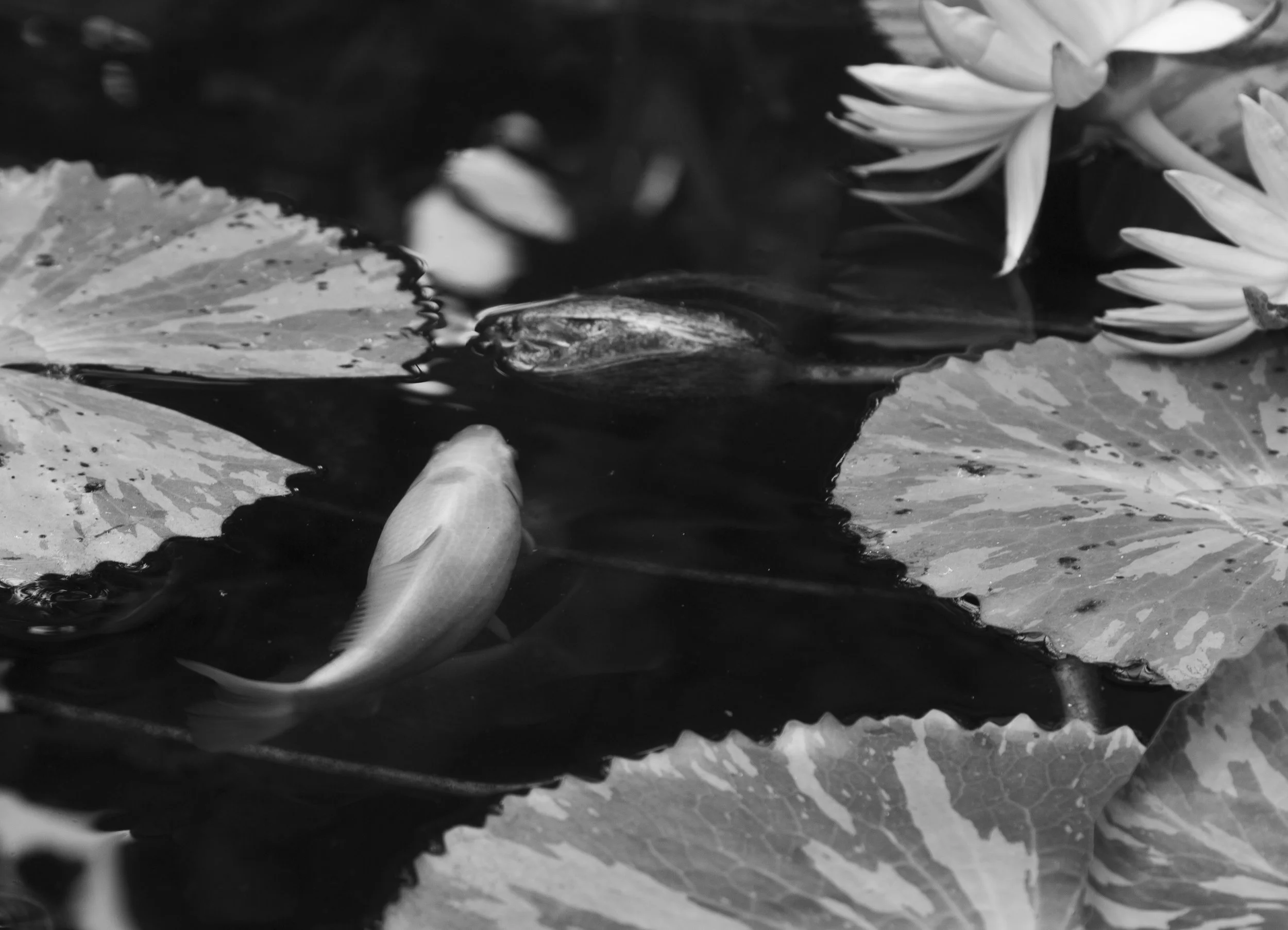 Nature Stills-3.jpg