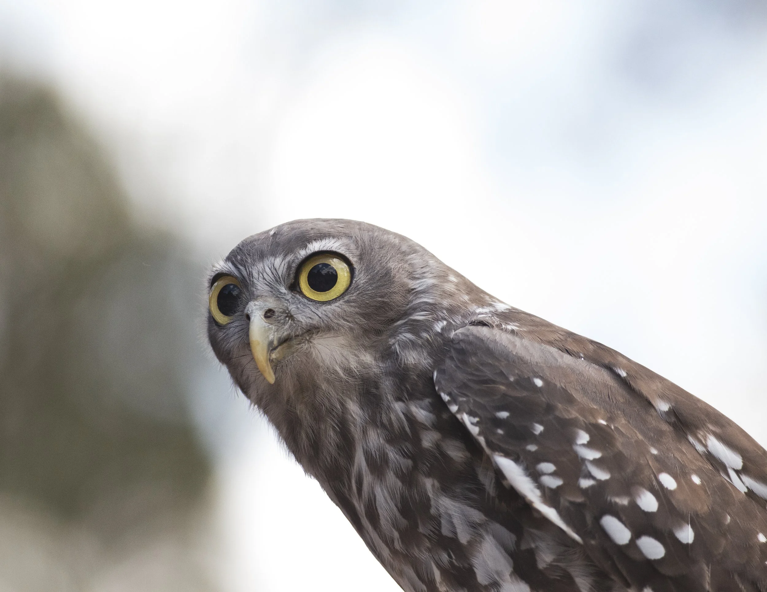 Healesville Zoo-85.jpg