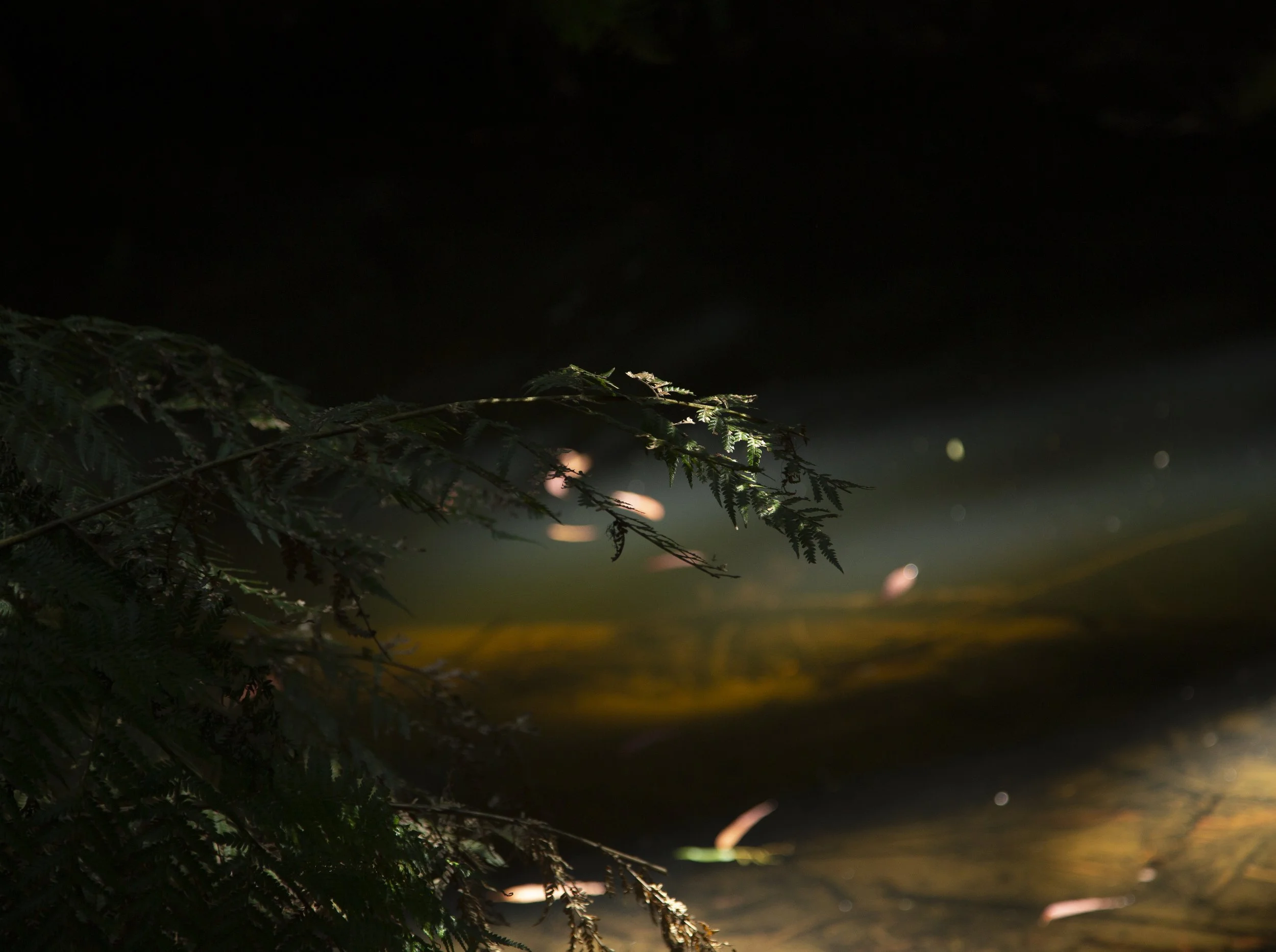 Nature Stills-9.jpg