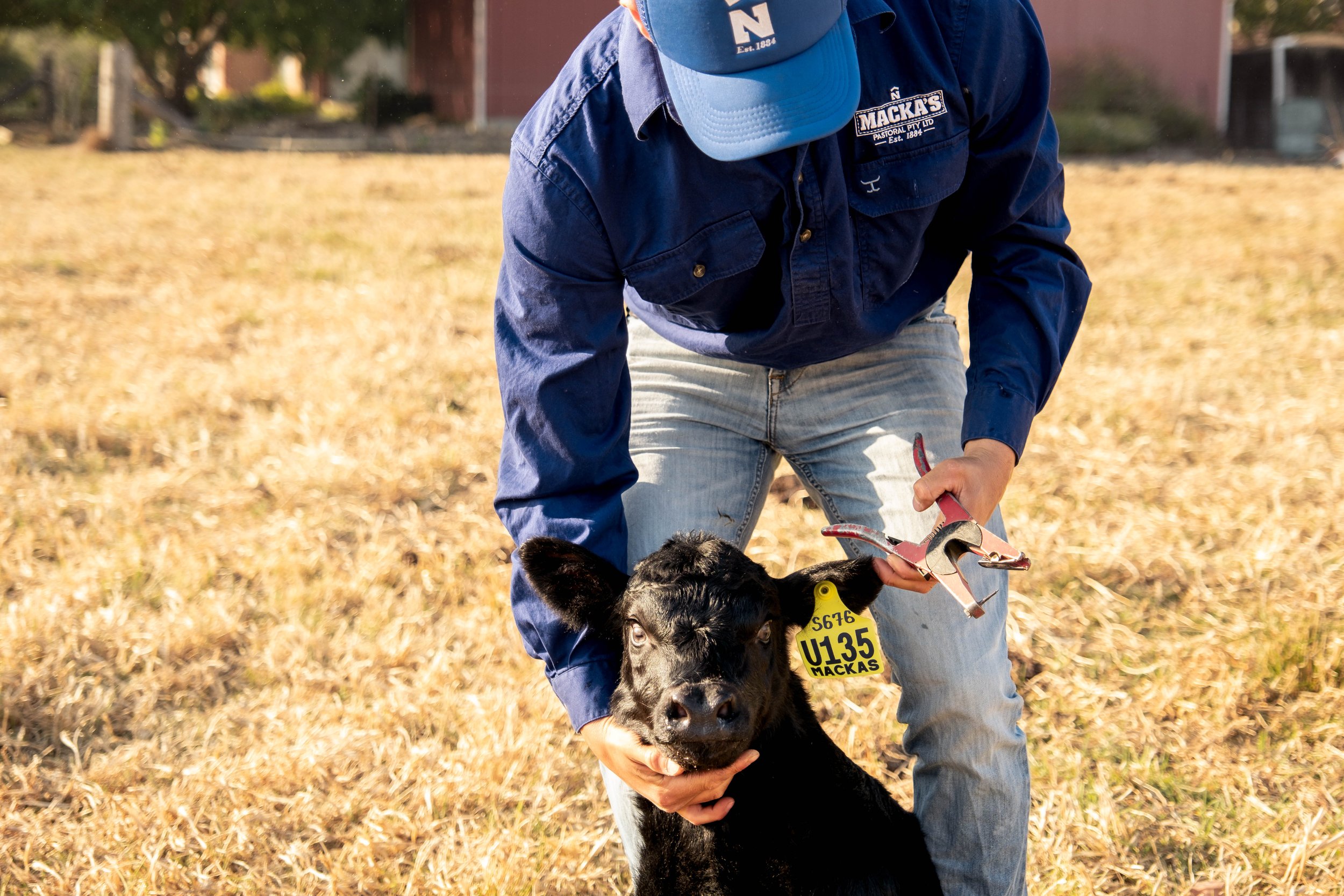 A person in blue work clothes and a cap is holding a black calf with a yellow ear tag, standing on a dry grassy field with trees and buildings in the background.