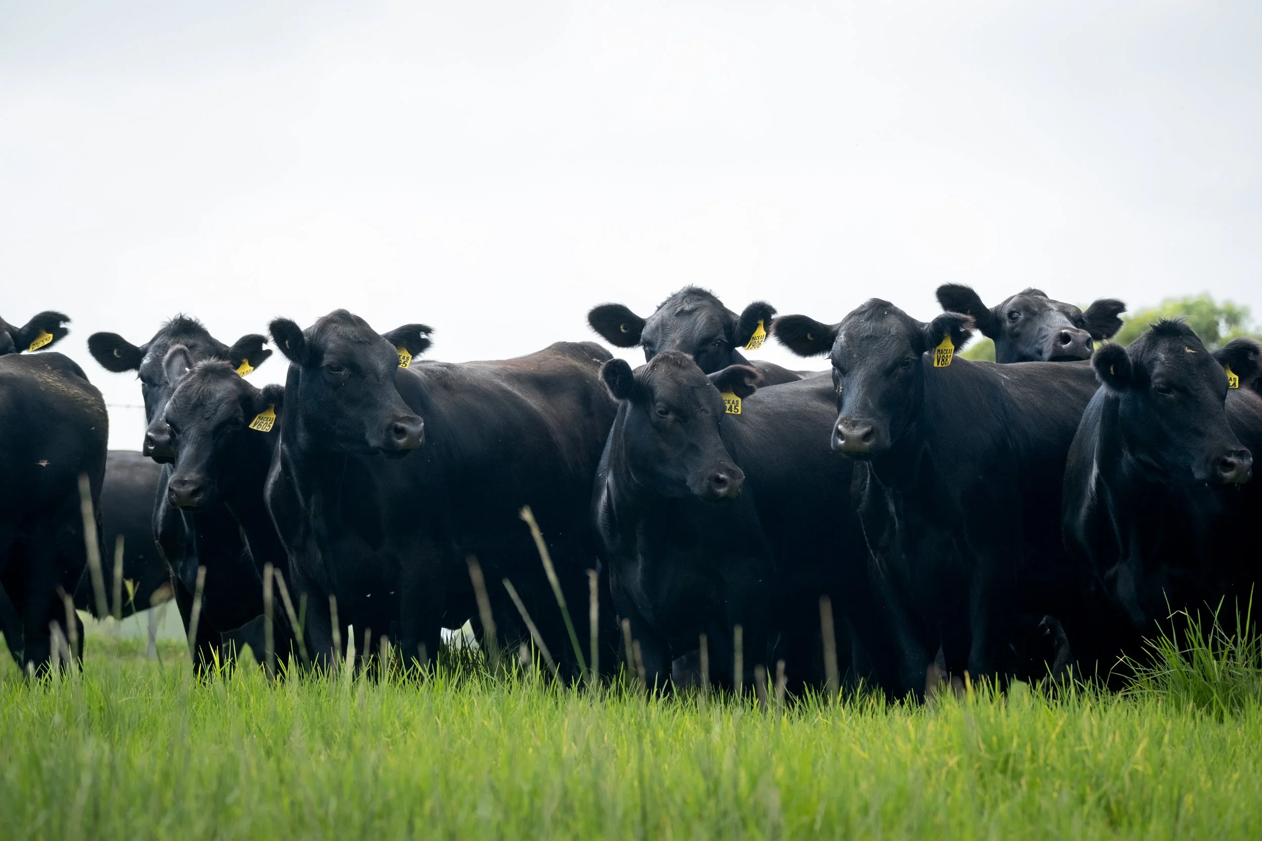 Commercial females from Macka's Pastoral, representing generations of selection focused on fertility, structure and long-term performance.