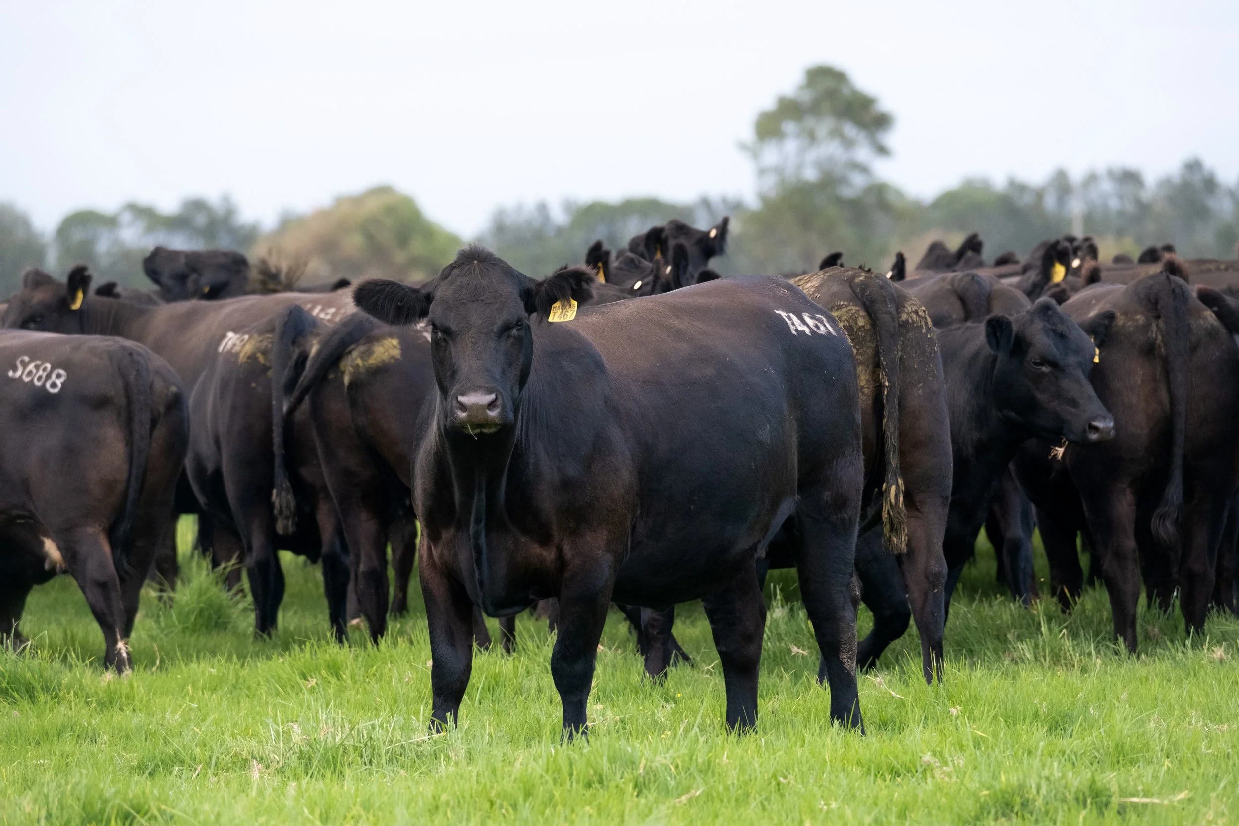 Commercial females from Macka's Pastoral, representing years of disciplined breeding focused on fertility, consistency and long-term performance.