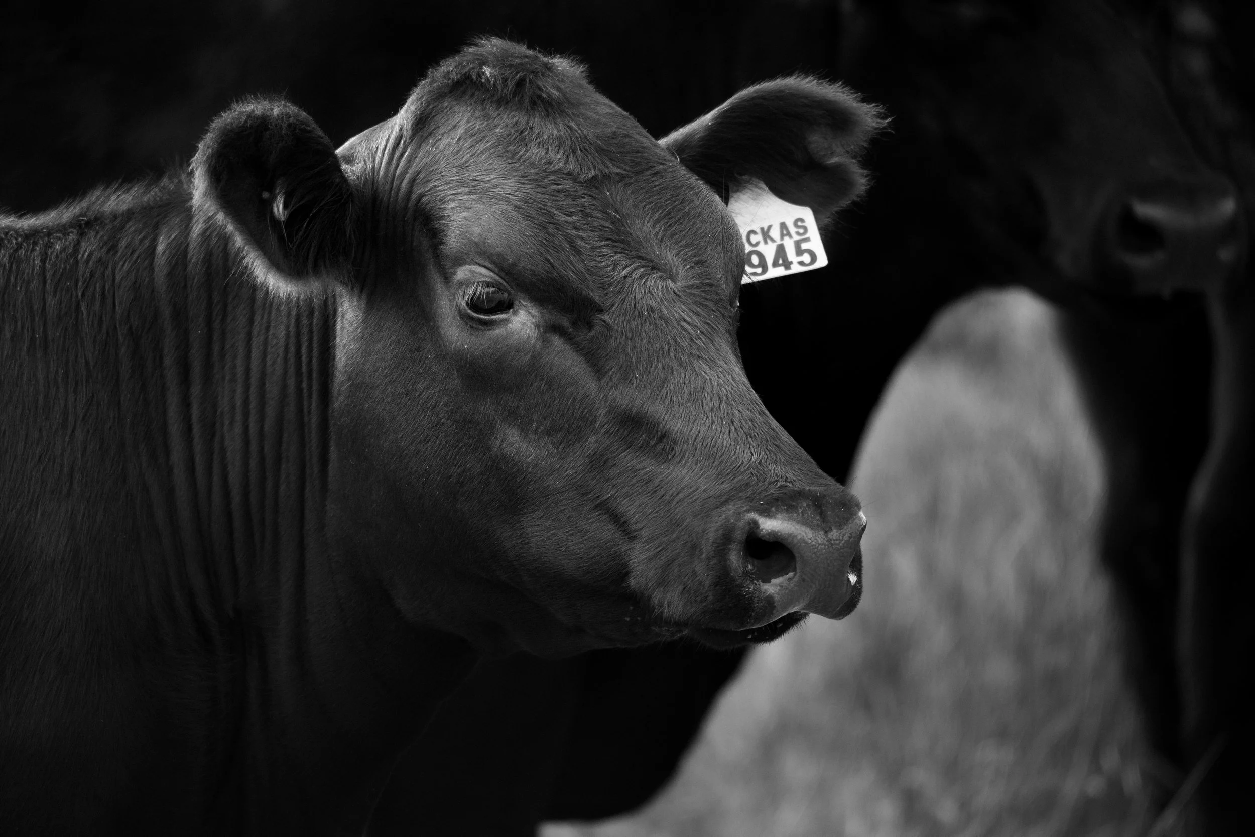Black Angus female from the Macka's Pastoral Commercial Female Sale campaign, documenting years of genetic progress and breeding consistency.