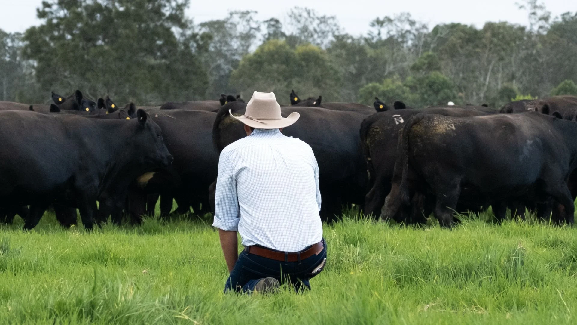 Observing commercial females on pasture as part of the disciplined breeding and management approach at Macka's Pastoral.