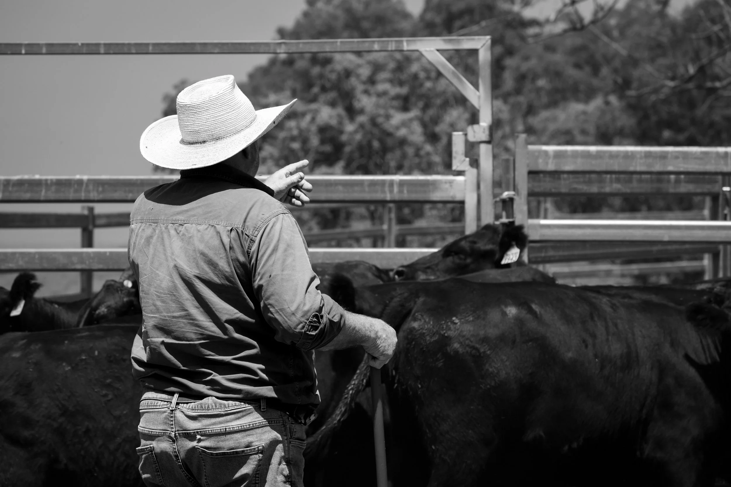 Assessing cattle on-farm as part of the disciplined breeding and management practices that underpin the Macka's Pastoral program.
