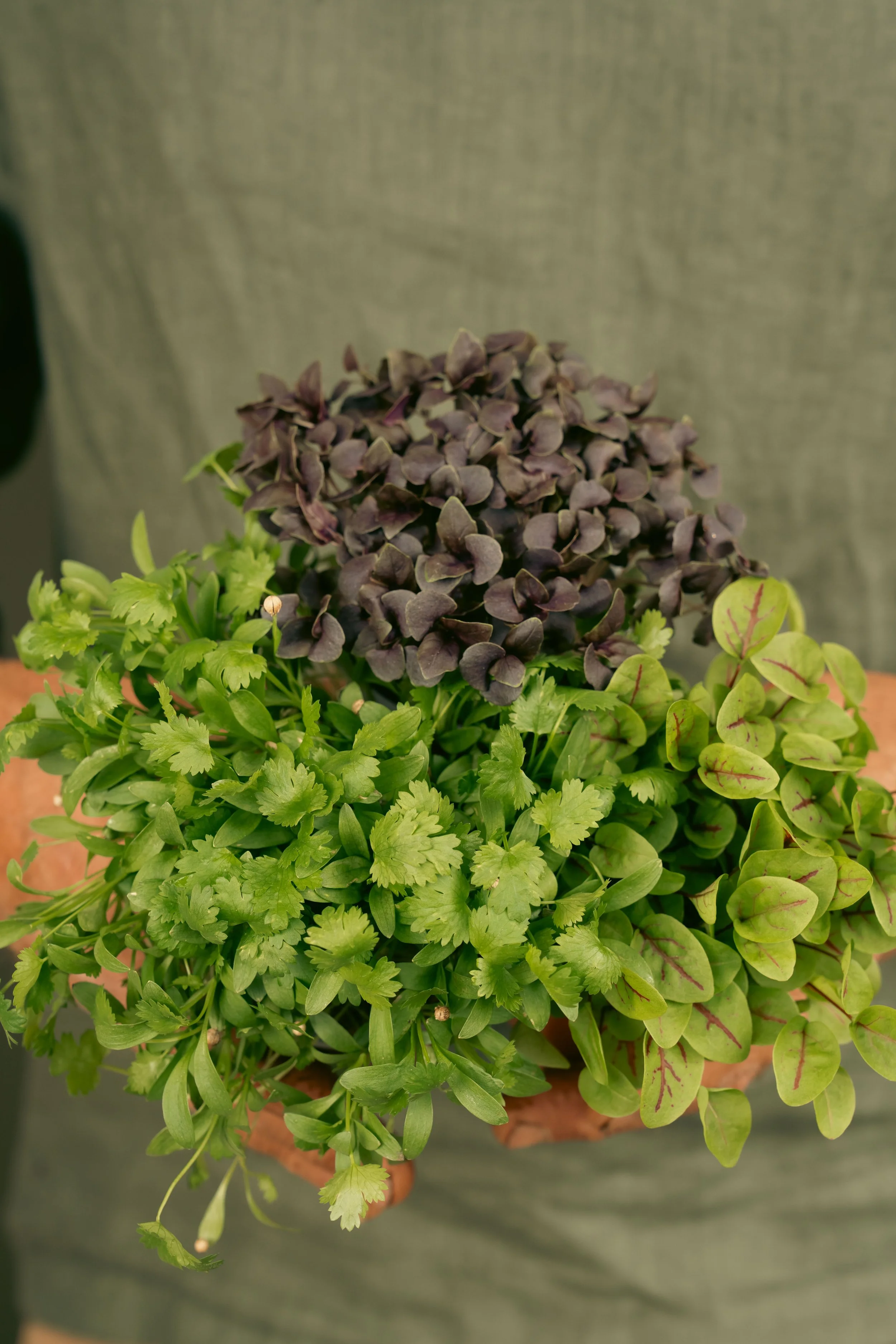 Fresh herbs harvested from the Elora Fine Farming garden.