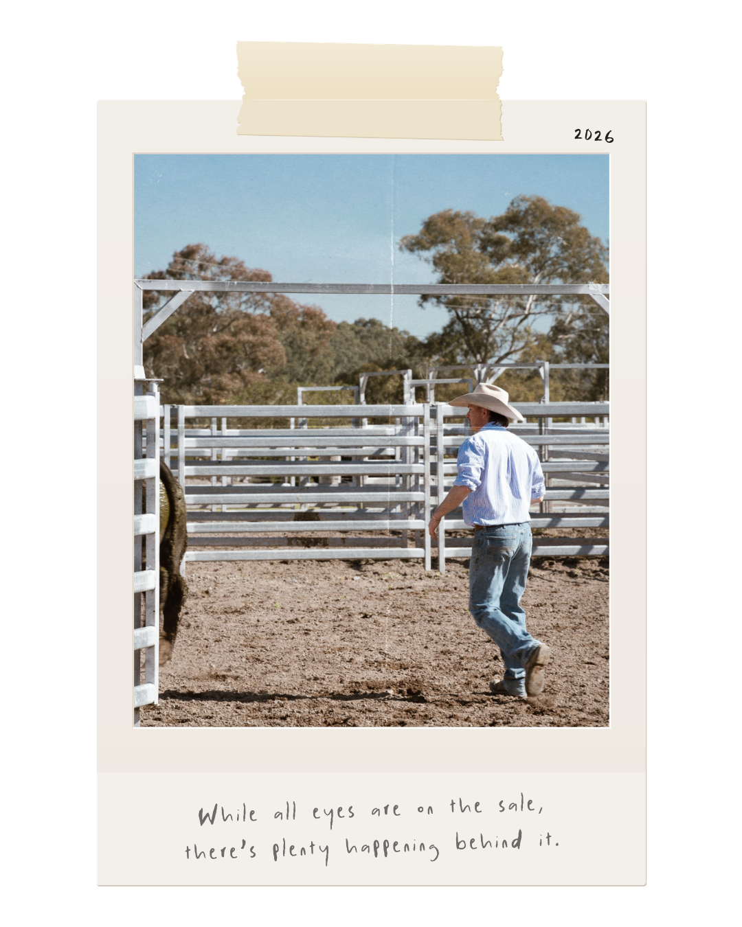 Behind the scenes at the Boambee Angus 2026 Bull & Female Sale during the auction at Sinclair’s Point.