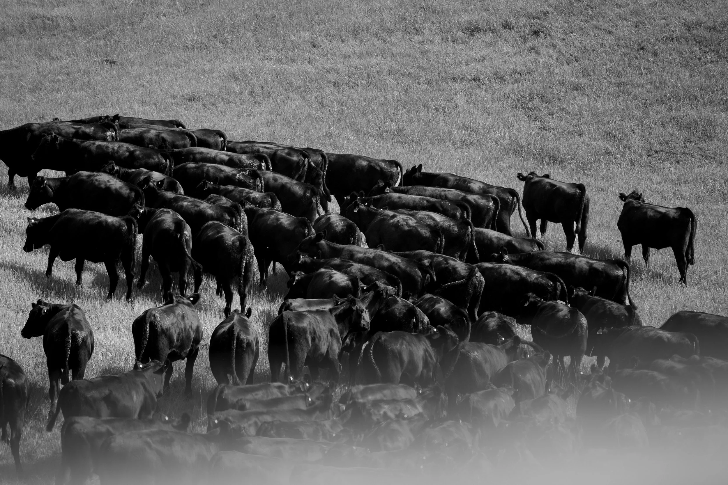 Generations of breeding decisions brought together in one offering, showcasing the consistency and scale of the Macka's Pastoral program.