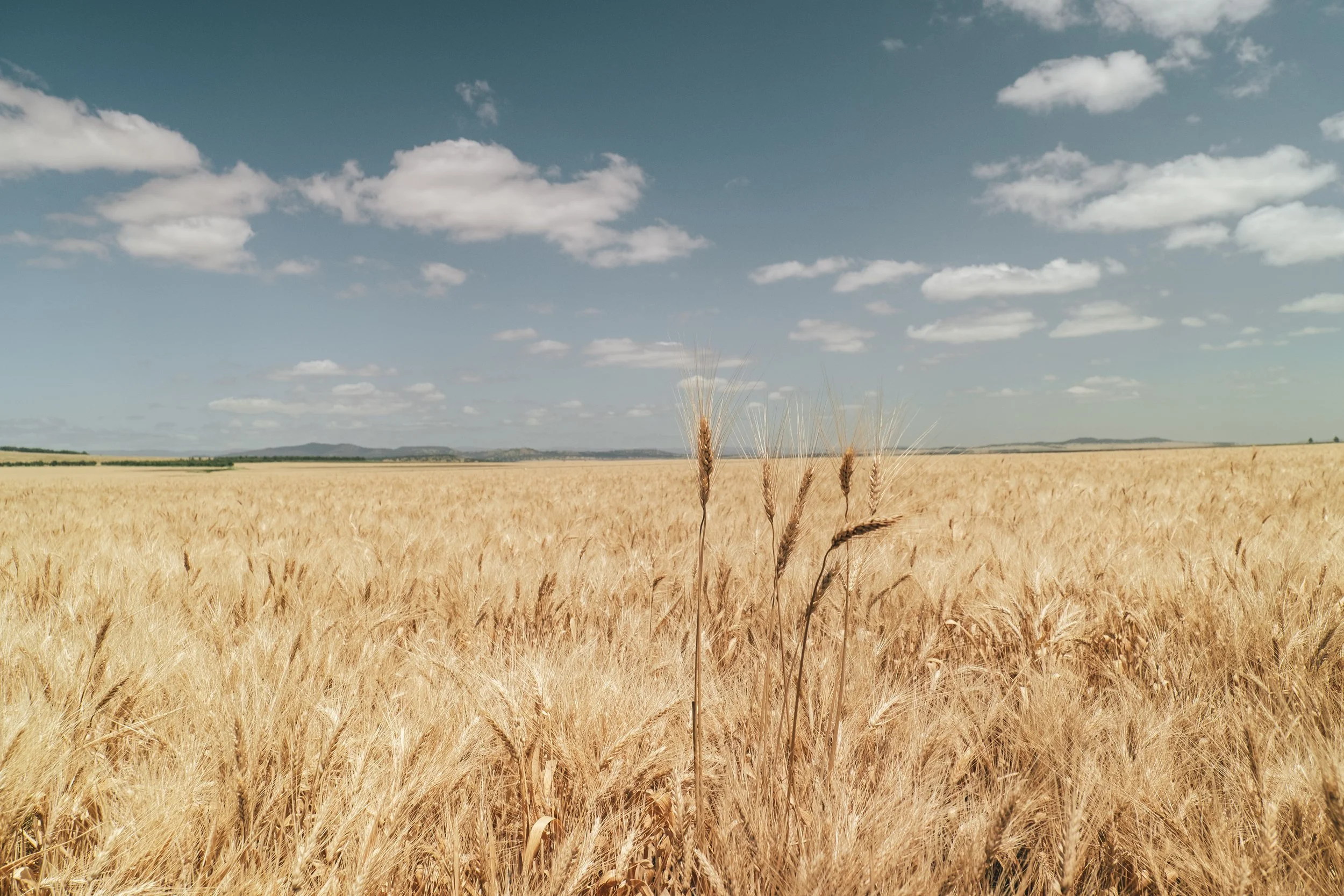 Broadacre grain production at Hudson Farm, documented as part of the Agricore agricultural storytelling project.