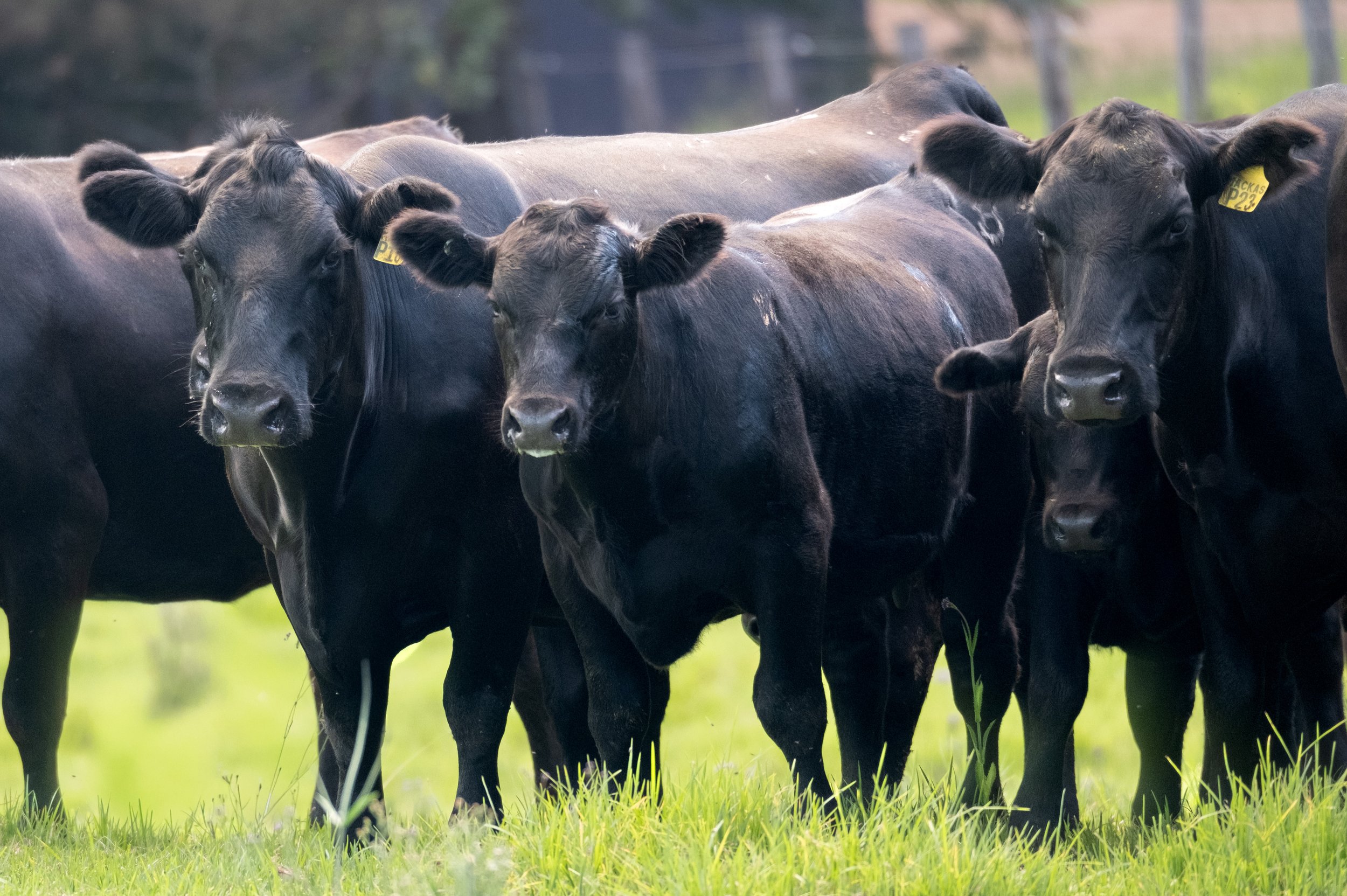 Commercial females from Macka's Pastoral, representing generations of selection focused on consistency, fertility and commercial performance.