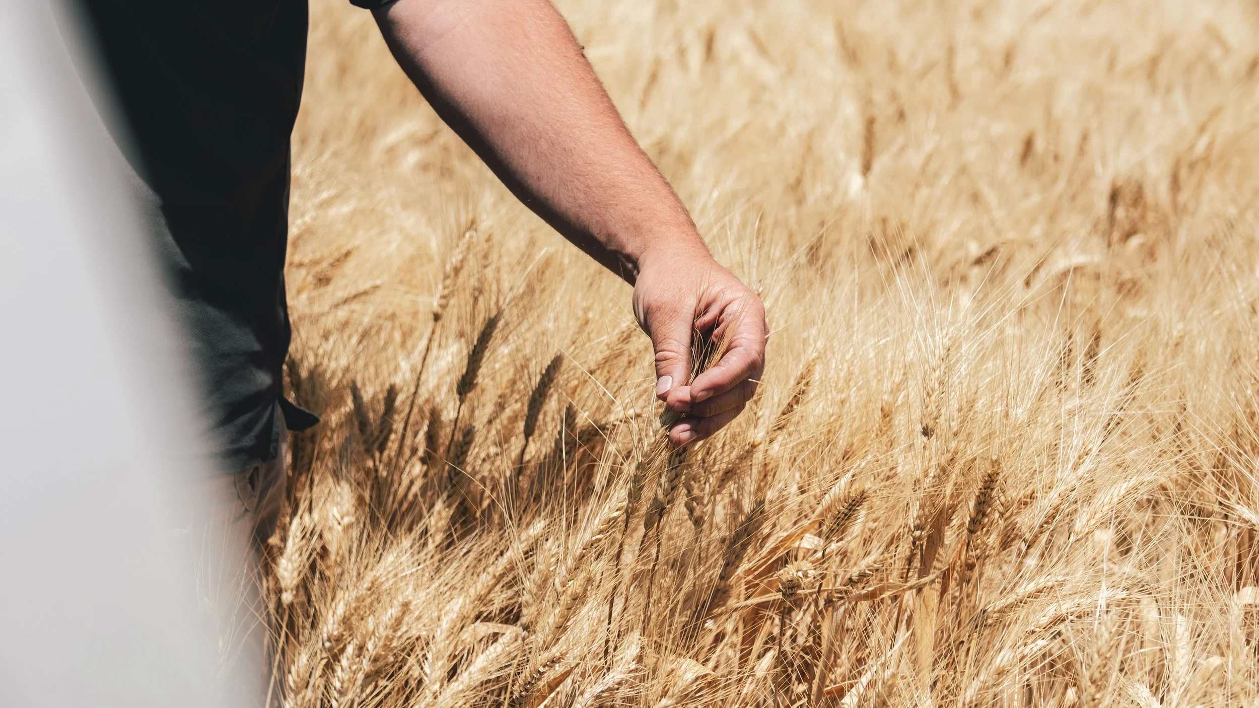AGRICORE