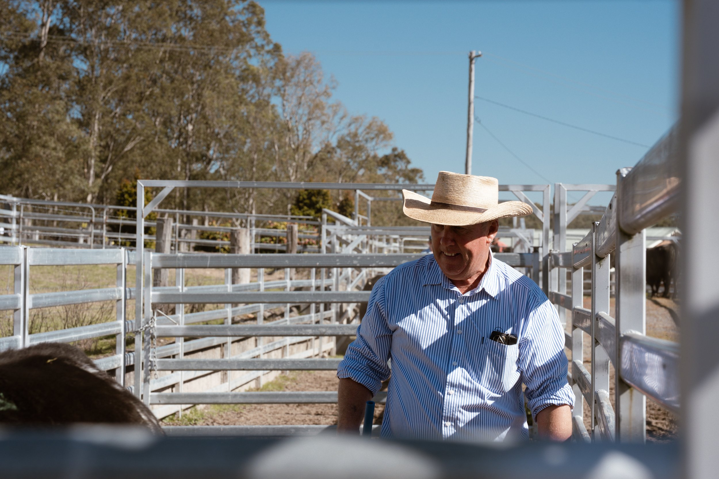 Tim Norrie in the cattle yards during the Boambee Angus 2026 Bull & Female Sale.