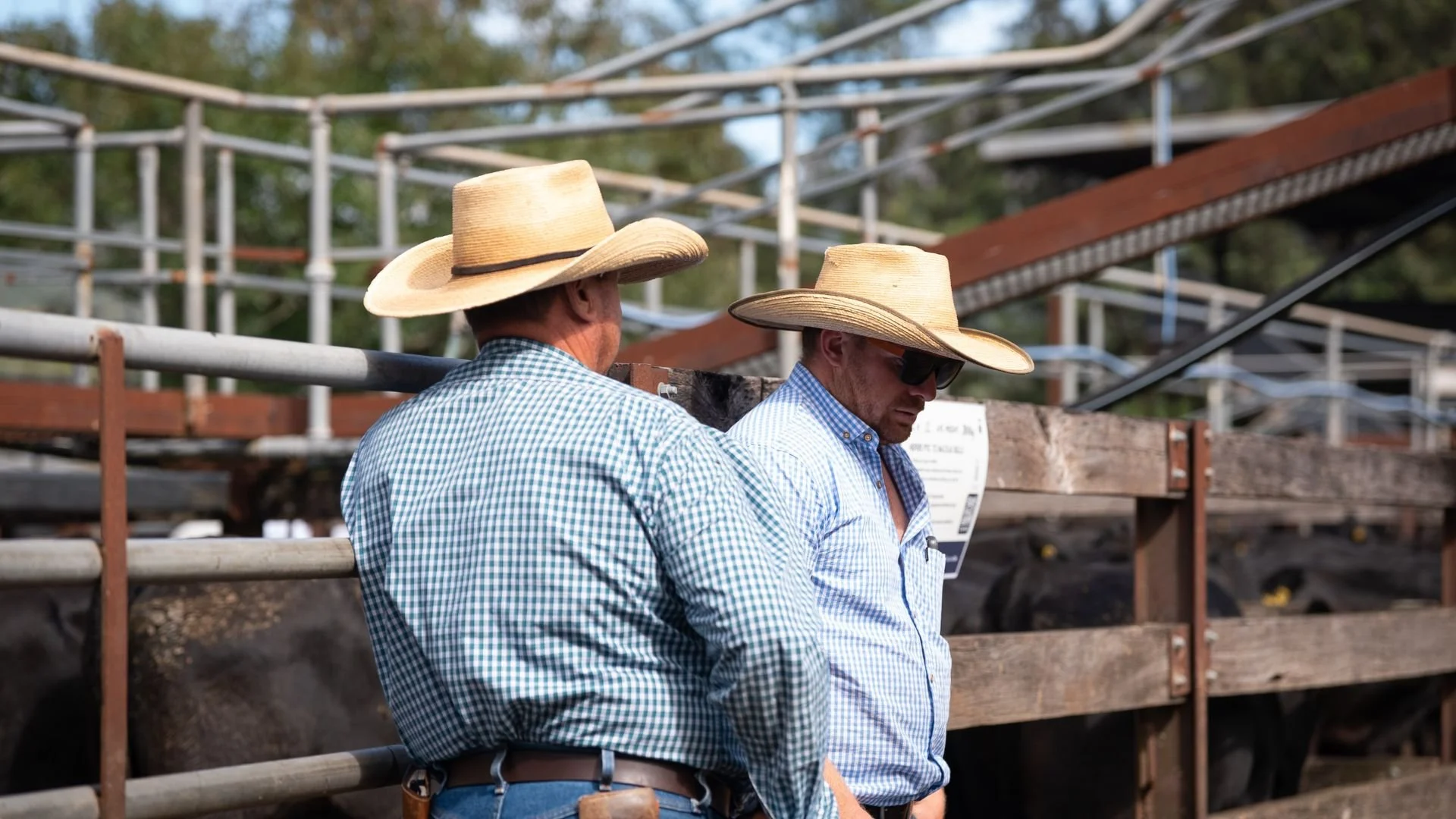 Conversations between buyers during the Macka's Pastoral Commercial Female Sale.