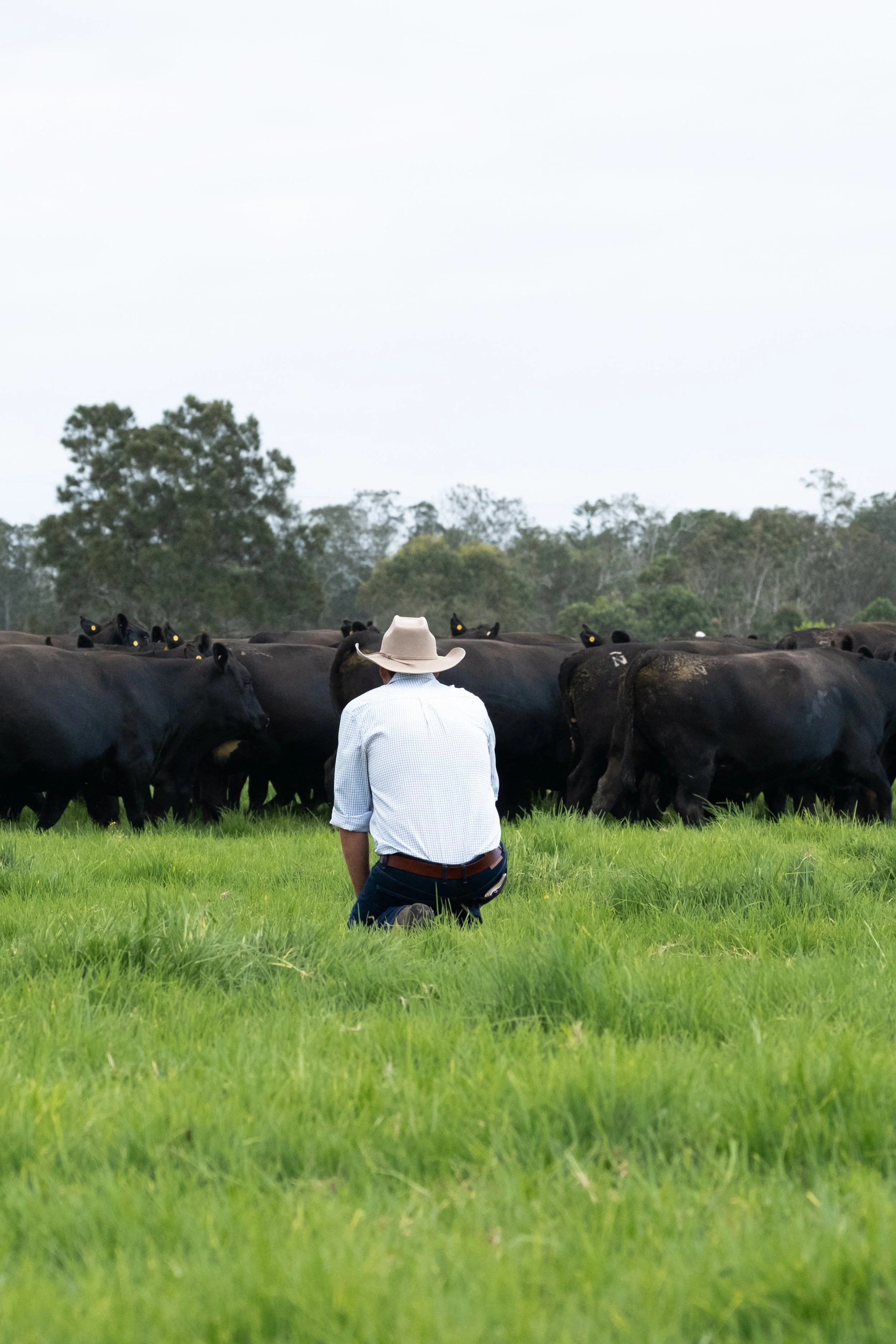 Inspecting commercial females ahead of sale day, reflecting the attention to detail and confidence behind the Macka's Pastoral breeding program.