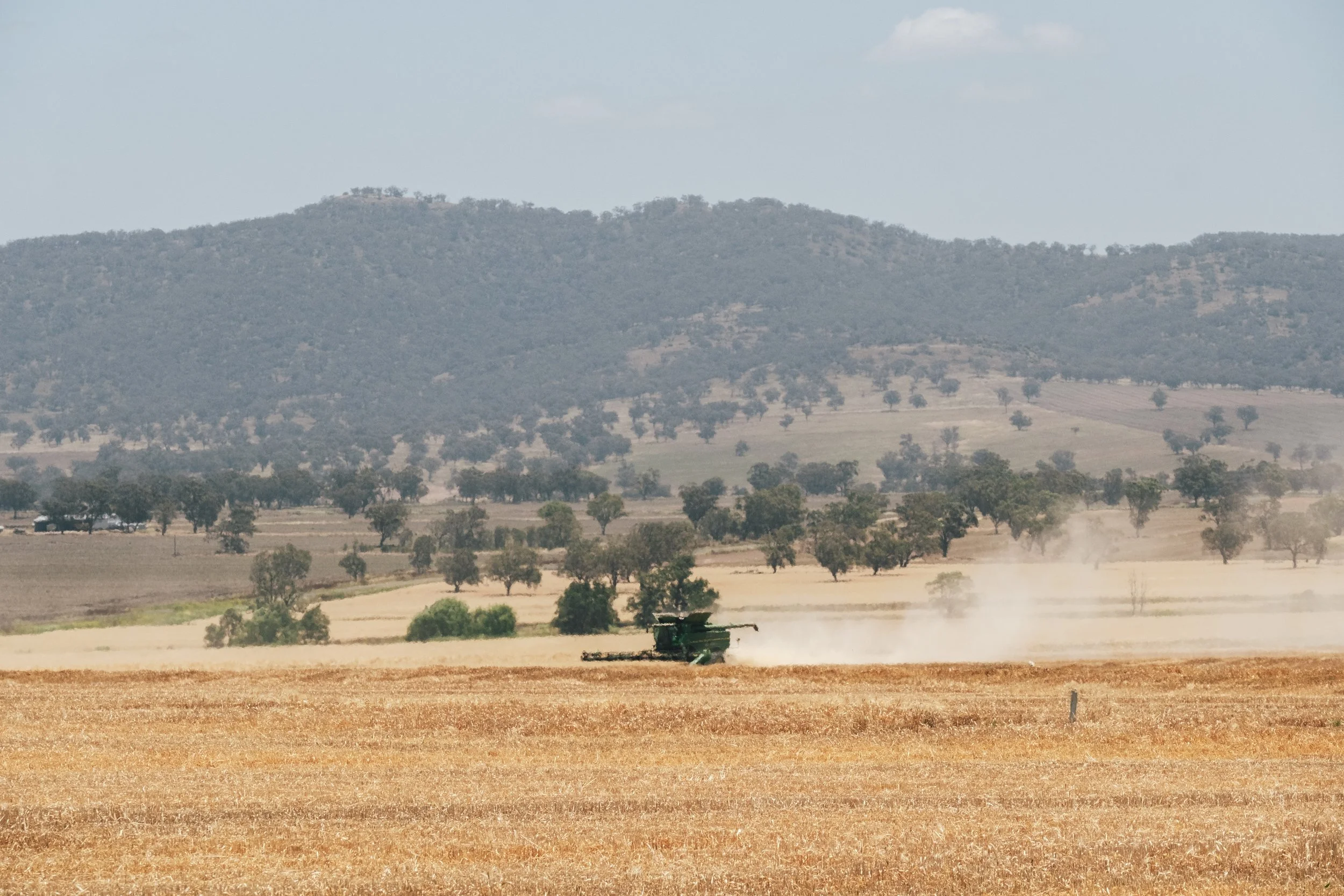 Harvest operations across a broadacre wheat-growing region.