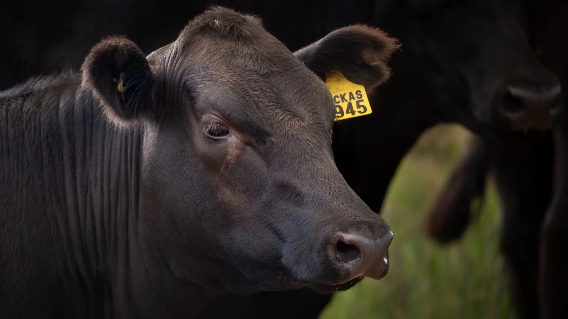 Black Angus female from the Macka's Pastoral breeding program, selected for fertility, structure and long-term commercial performance.