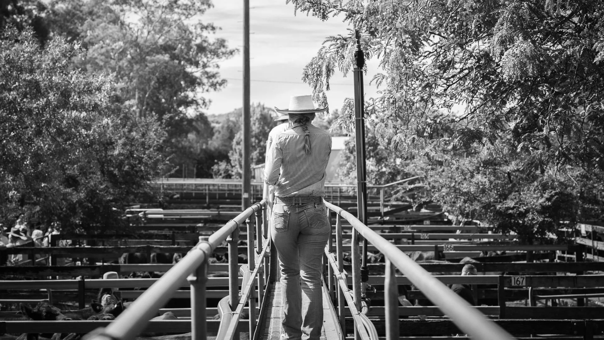Bowe & Lidbury Stock & Station Agents working sale day at Gloucester Sale Yards.