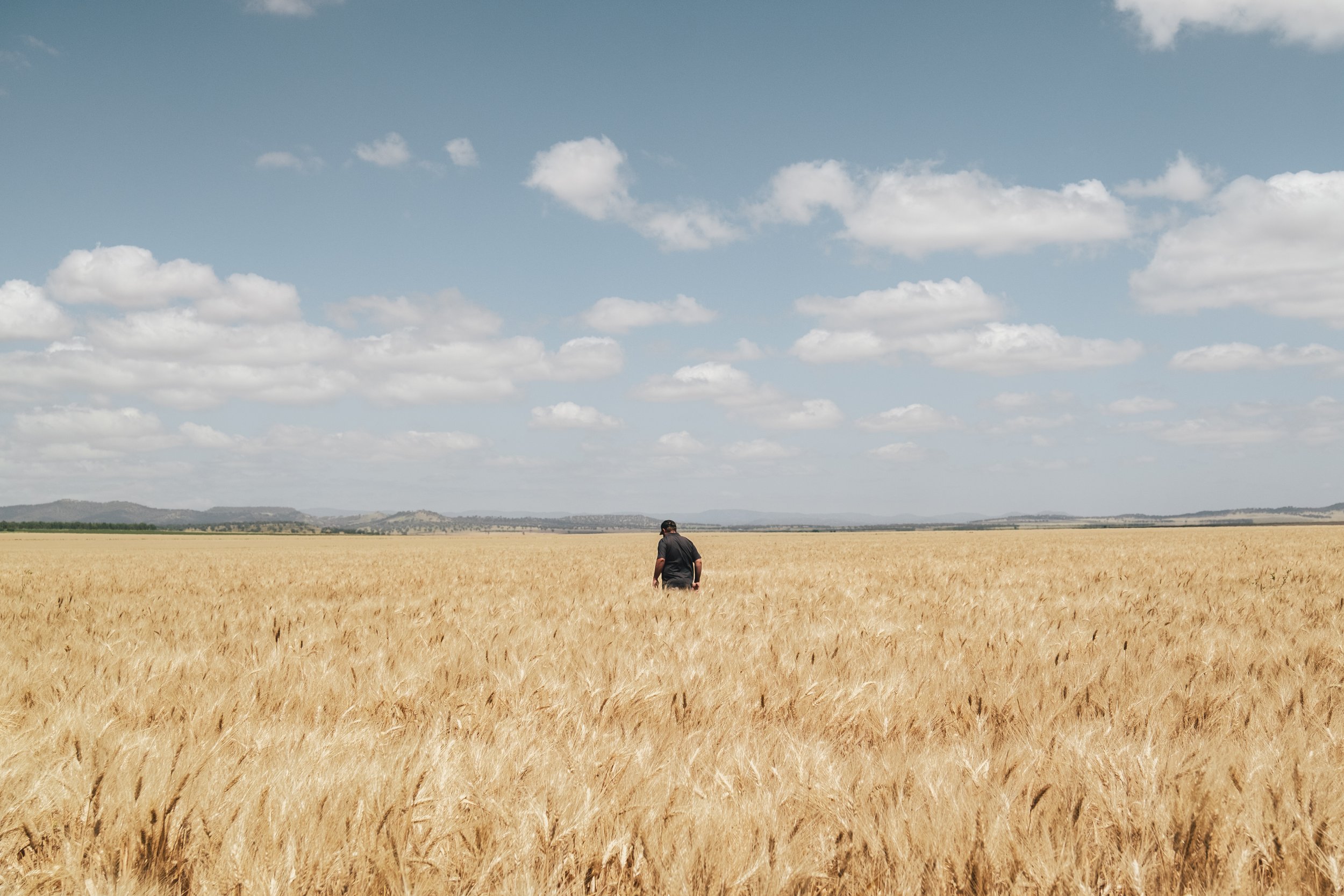 Wheat crop performance assessed across a large-scale broadacre enterprise.