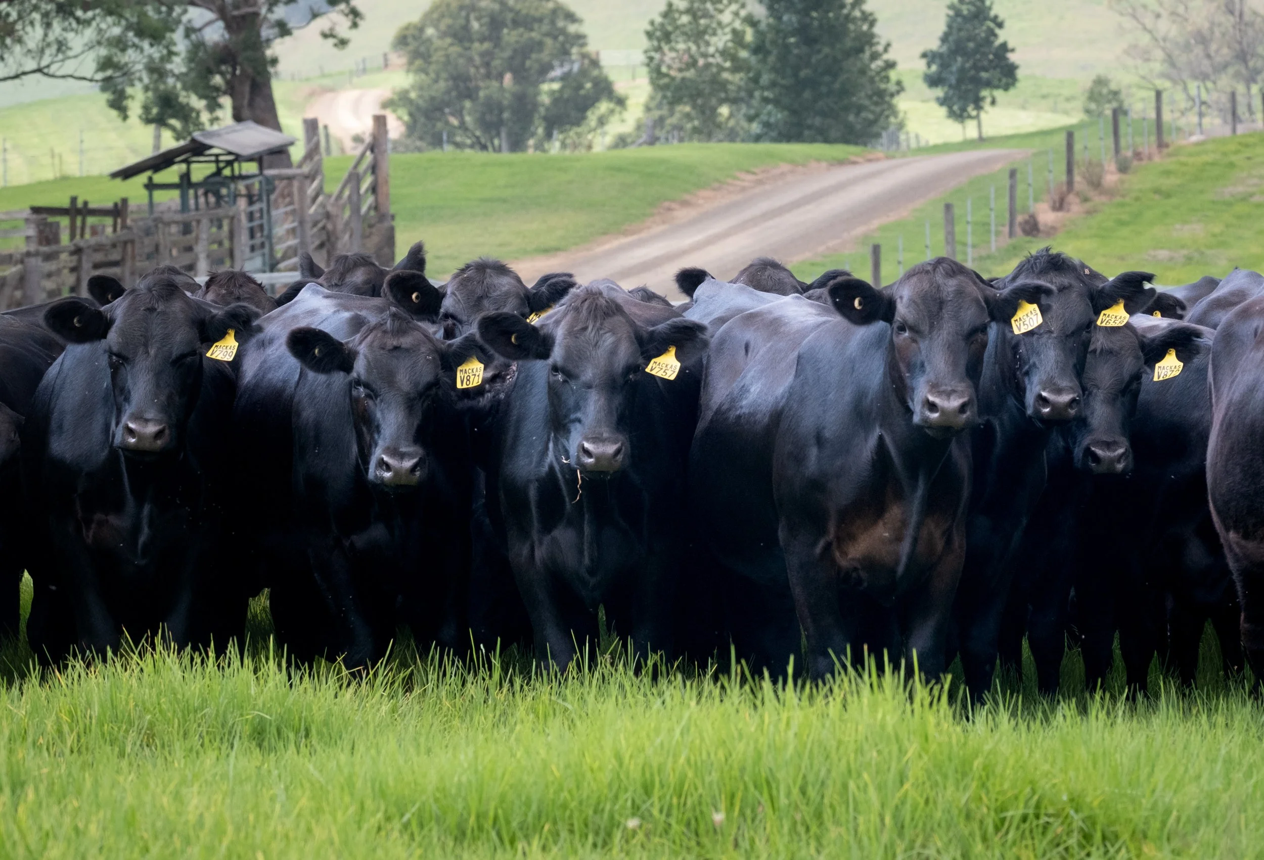Commercial females from Macka's Pastoral, bred with a focus on fertility, functionality and long-term performance in commercial production systems.