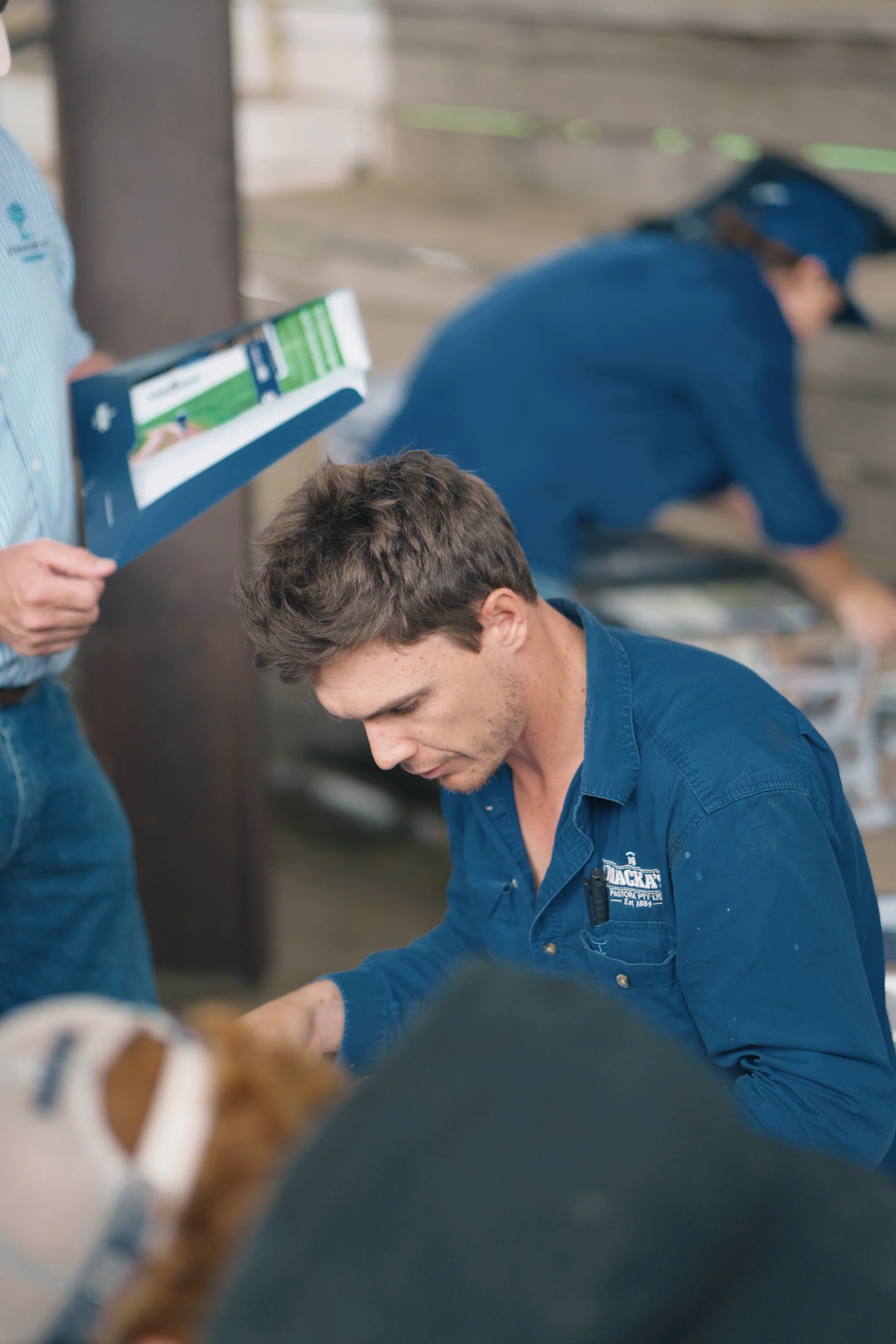 The work behind the sale campaign, from preparation and planning through to the countless small tasks that help bring the Macka's Pastoral story to market.