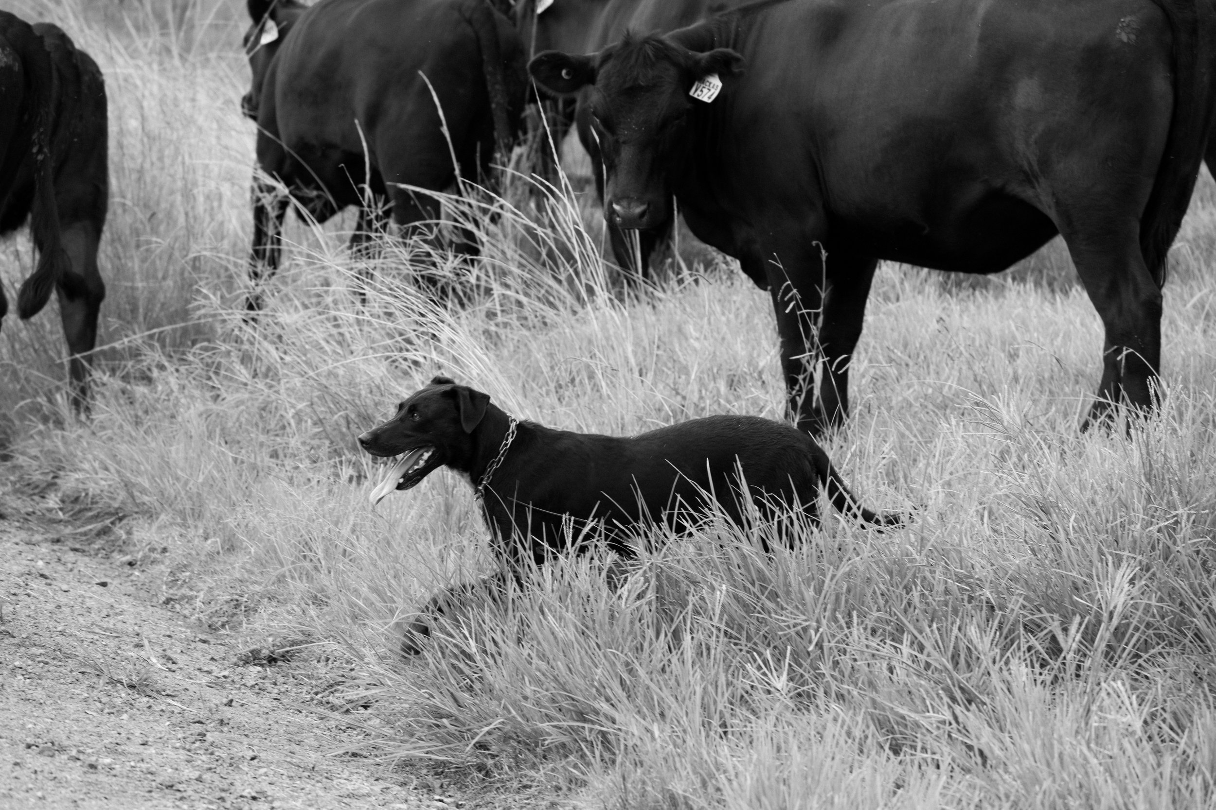 Working dogs and livestock at Macka's Pastoral, reflecting the practical, day-to-day stockmanship that underpins the breeding program.