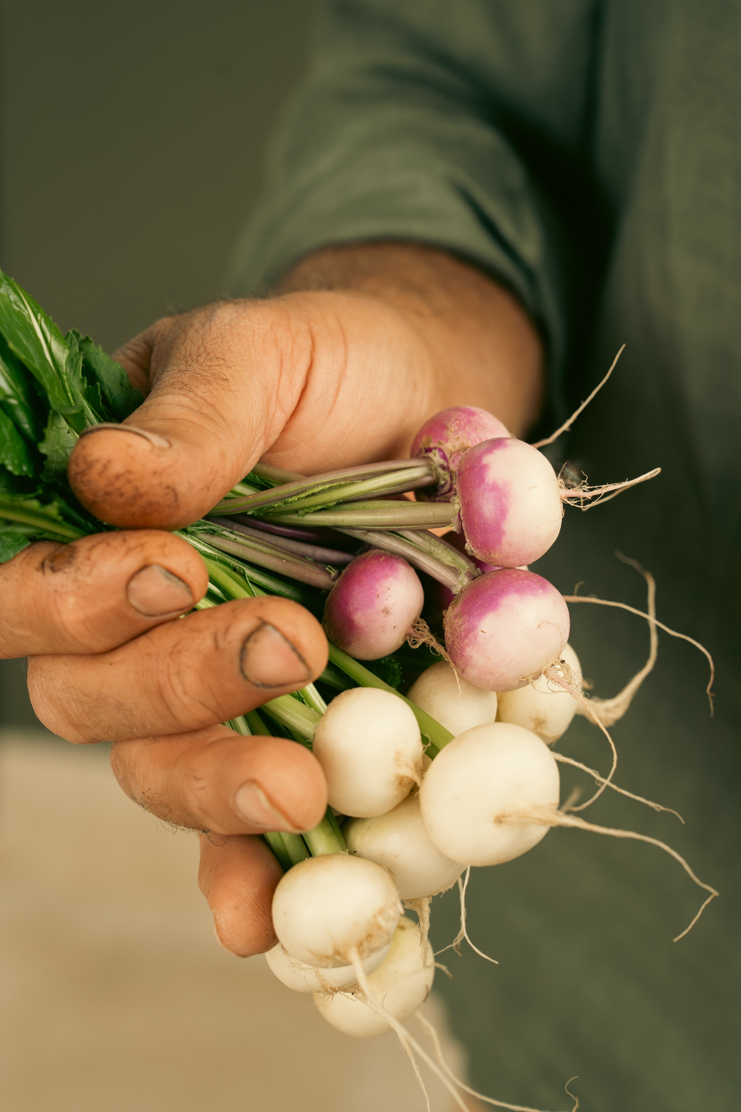 Freshly harvested radishes from the Elora Fine Farming garden.