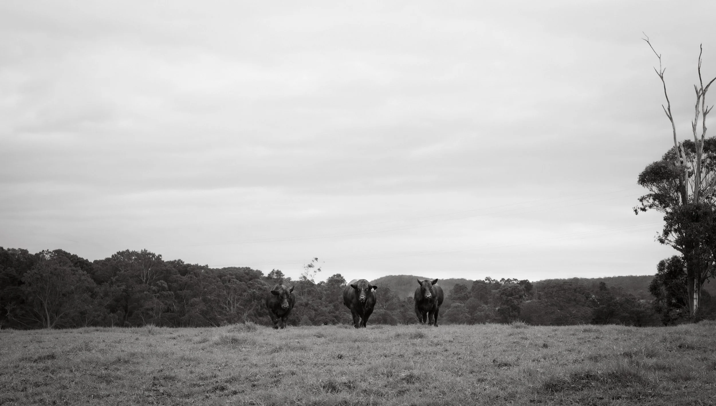 Boambee Angus bulls in the paddock during the lead-up to the 2026 Bull & Female Sale.