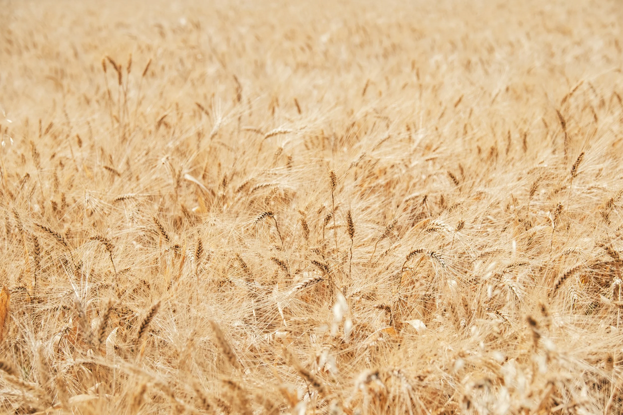 Ripe wheat crop approaching harvest in a broadacre farming system.