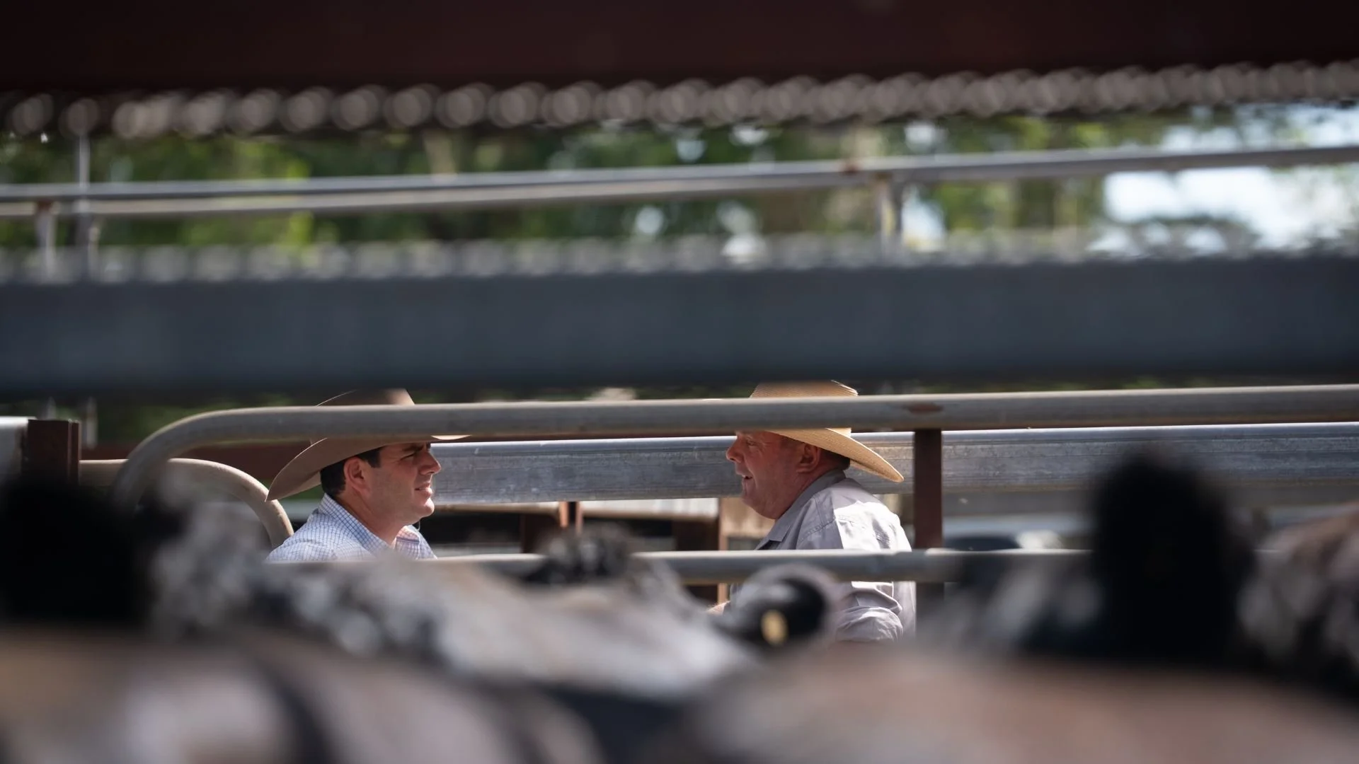 Buyers inspecting cattle and discussing breeding decisions at the Macka's Pastoral Commercial Female Sale.
