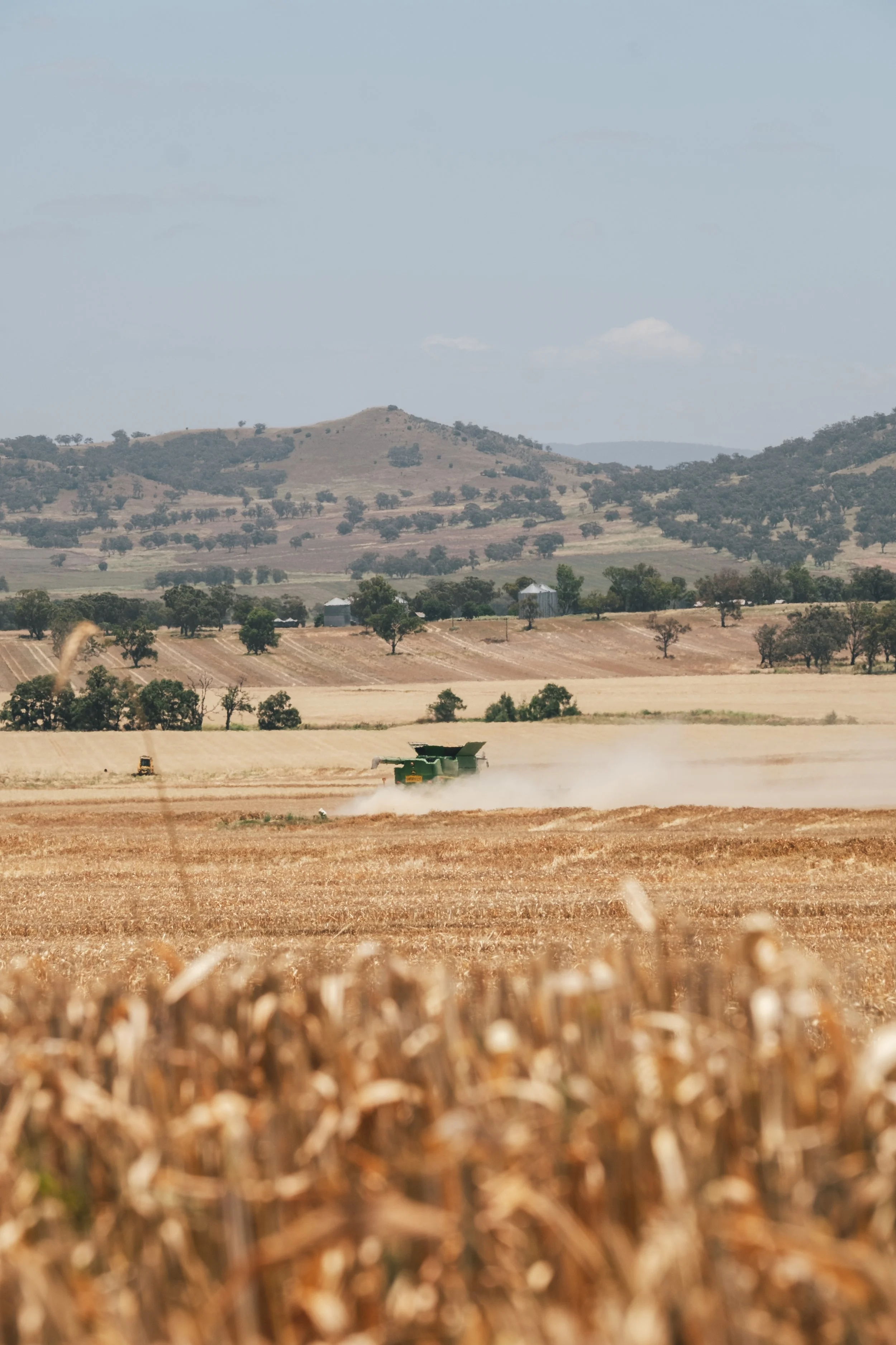 Wheat harvest underway across a broadacre farming operation.