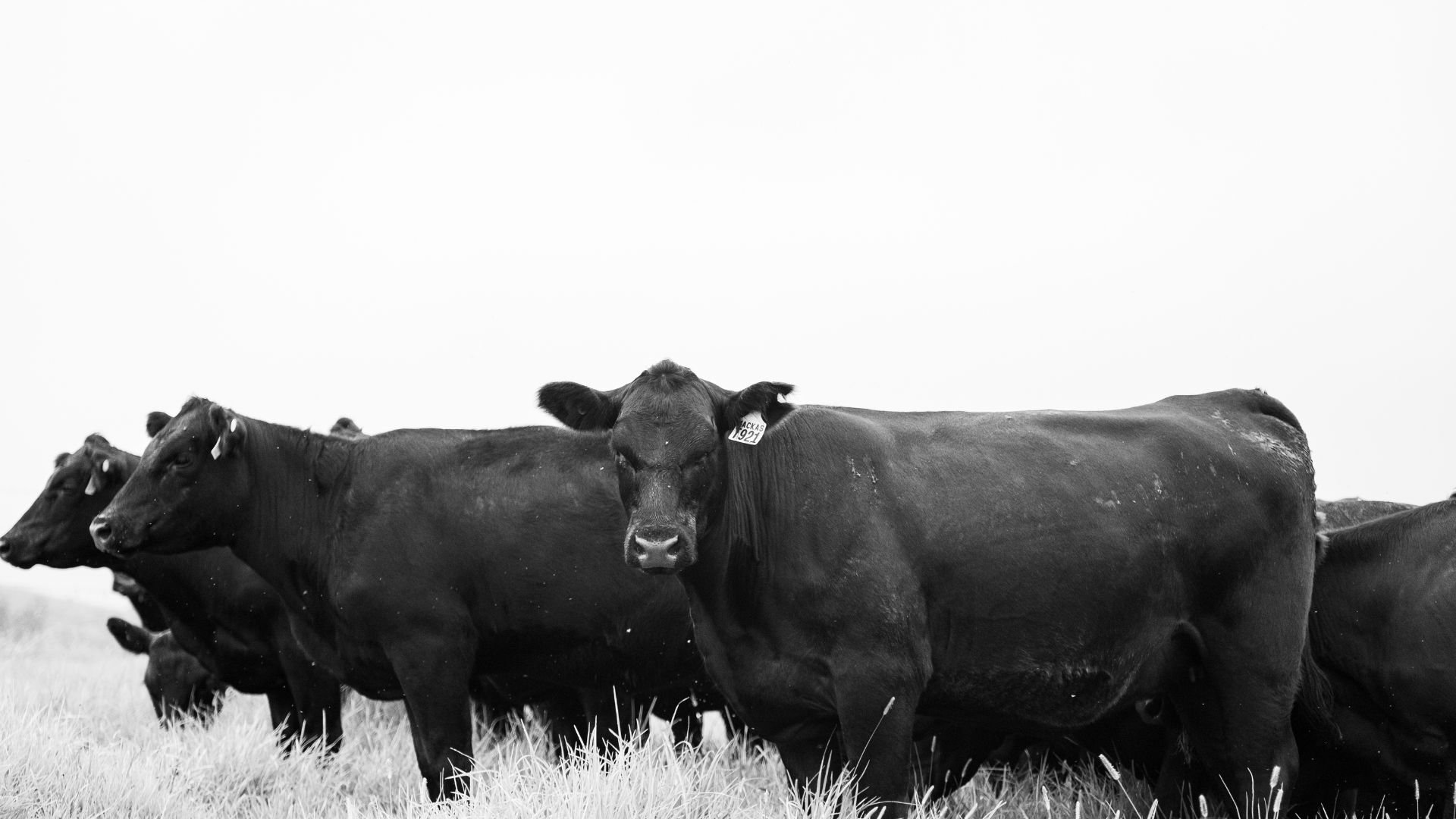 Black Angus females from the Macka’s Pastoral breeding program.