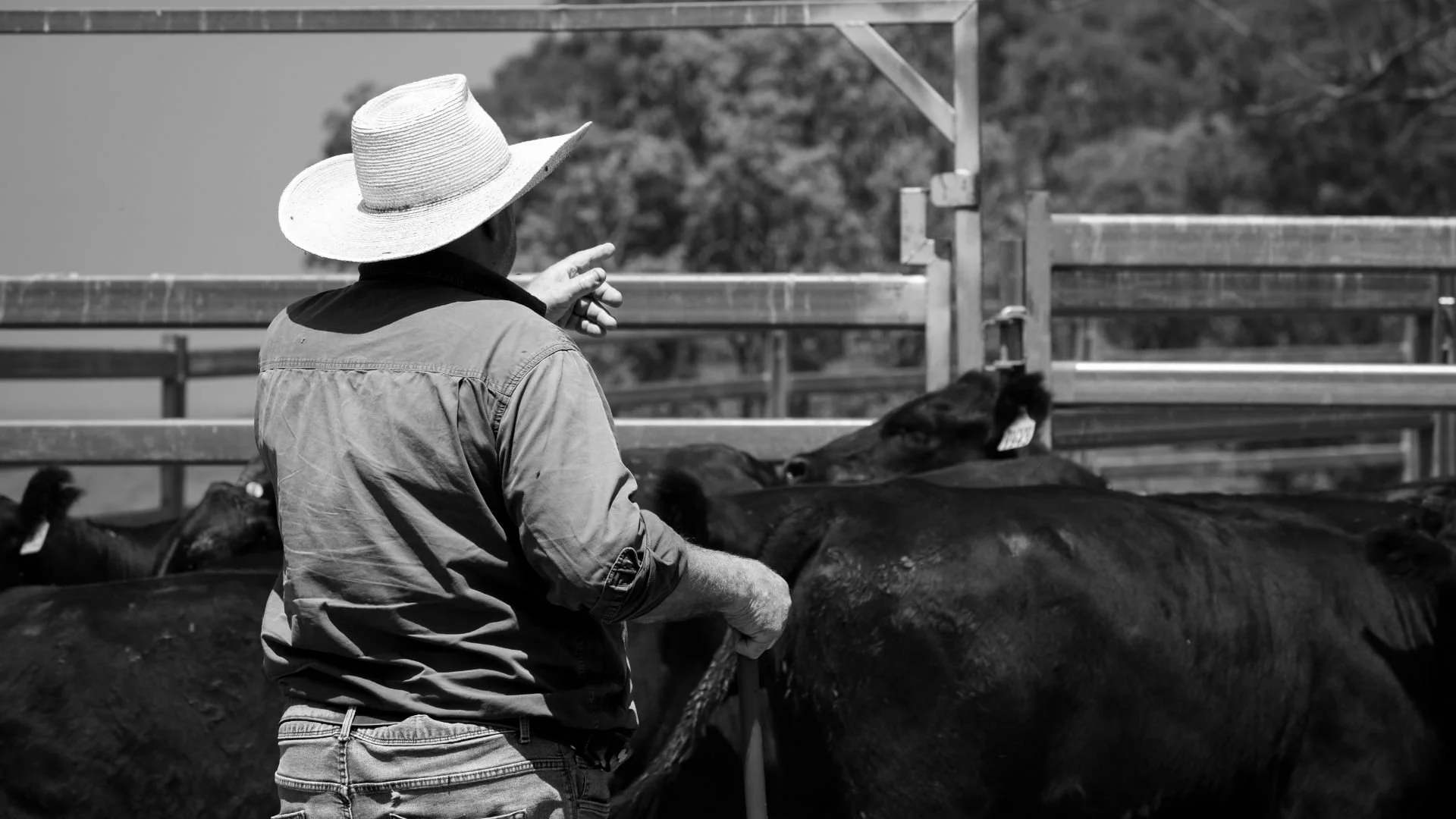 Stockman working cattle in the yards during the Macka’s Pastoral Commercial Female Sale campaign.