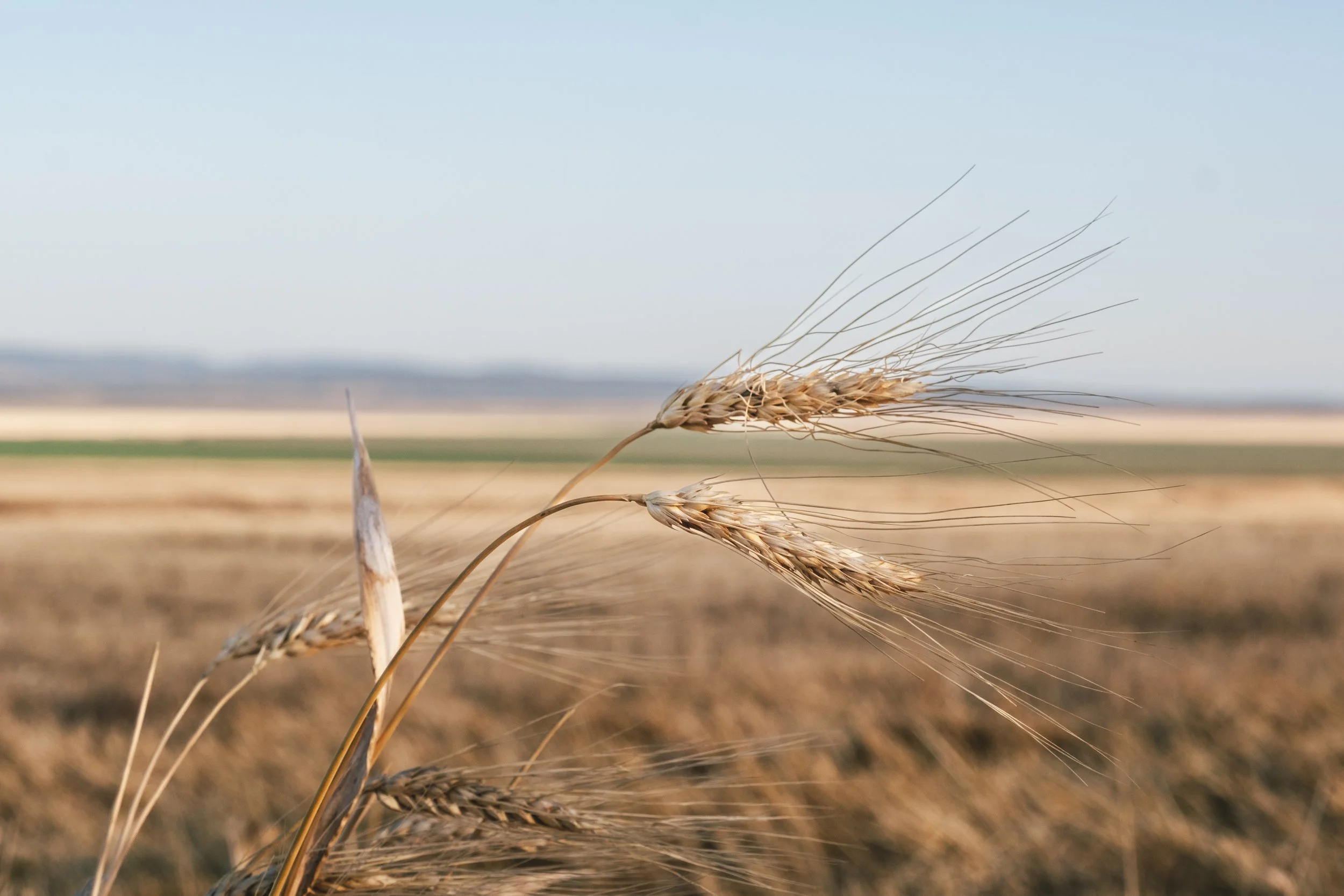 Wheat heads maturing ahead of harvest in regional Australia.