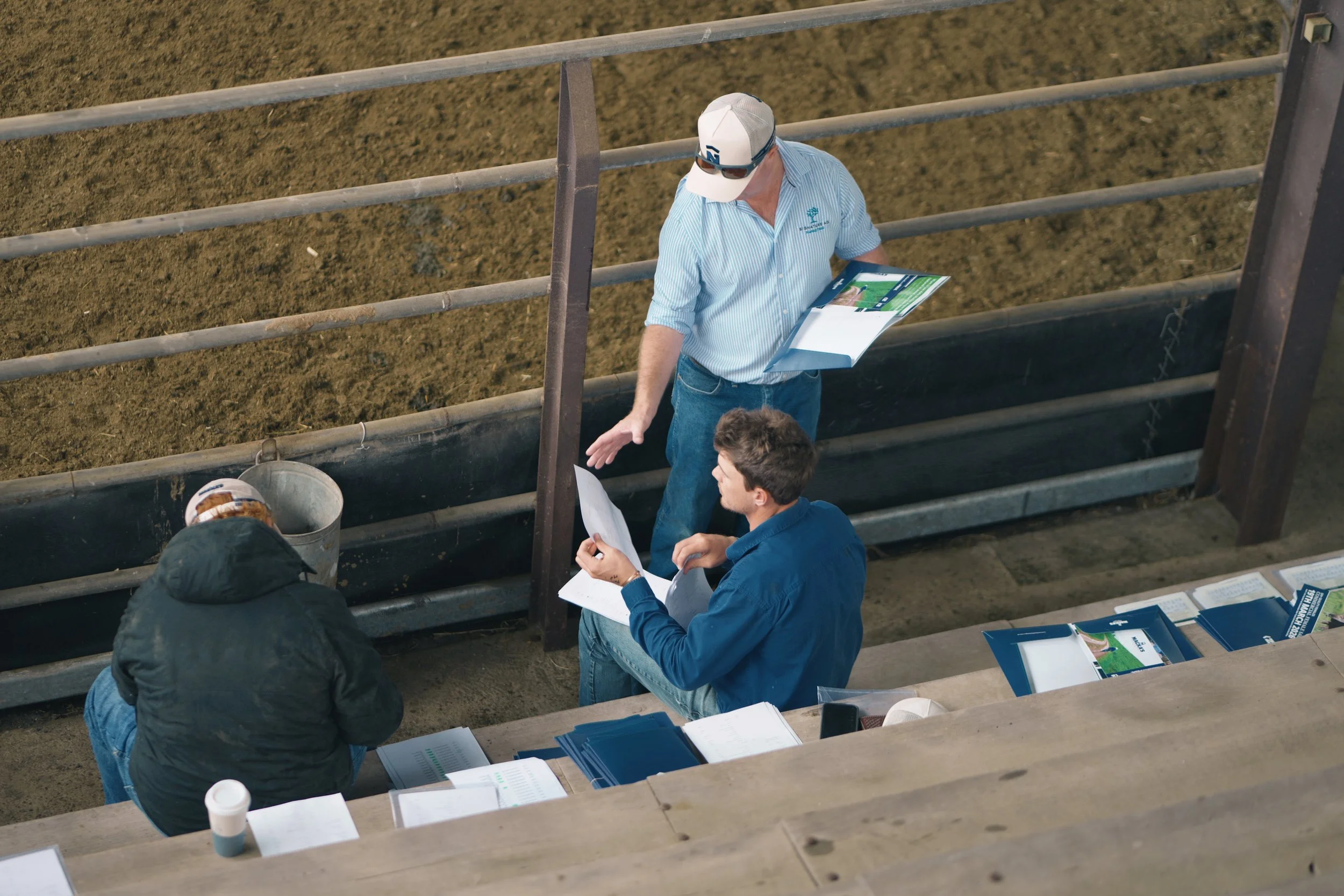Preparing for the Macka's Pastoral Commercial Female Sale, where careful planning, teamwork and attention to detail help bring the offering to market.
