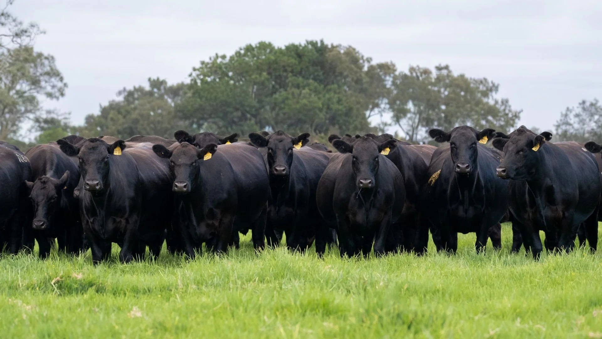 Commercial Angus females bred for consistency, fertility and long-term performance.