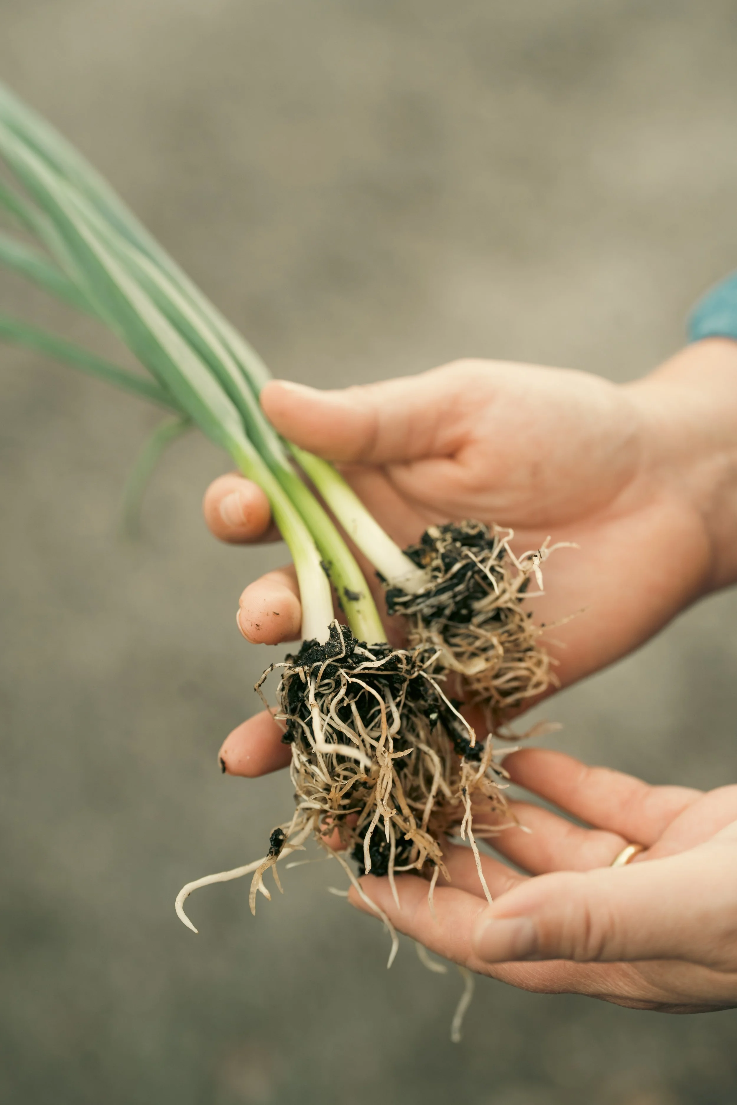 Young vegetable seedlings prepared for planting.